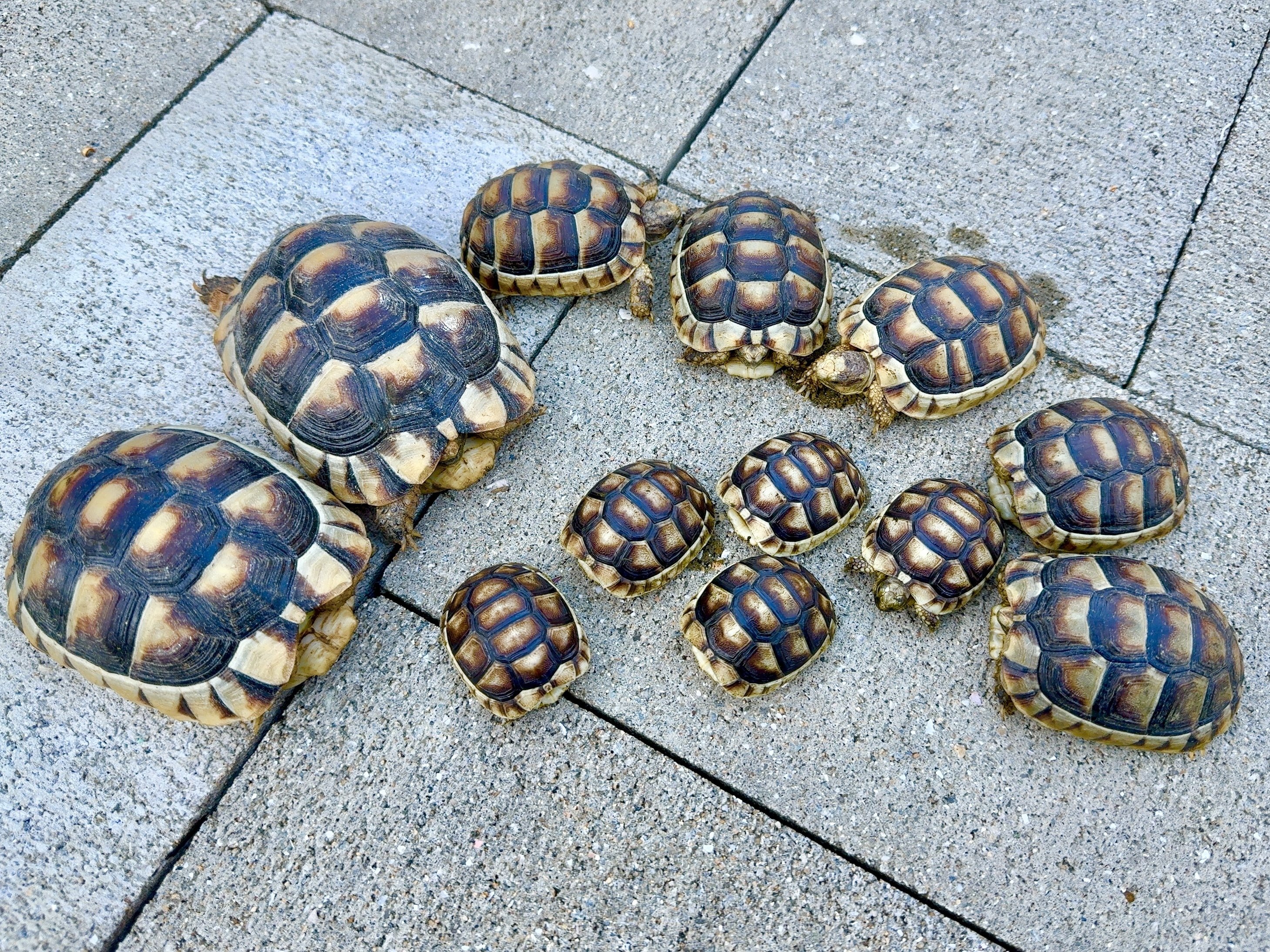 リクガメ＆ハコガメ飼育のSomething001｜takibi