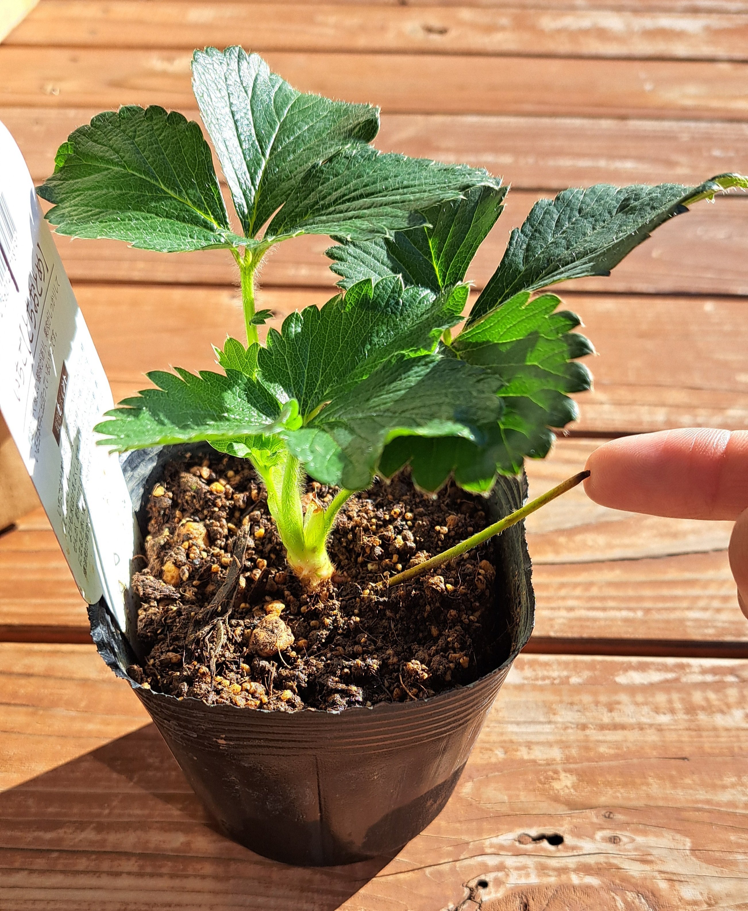 プランターdeイチゴ栽培#1【苗を買う】｜shugo kimura