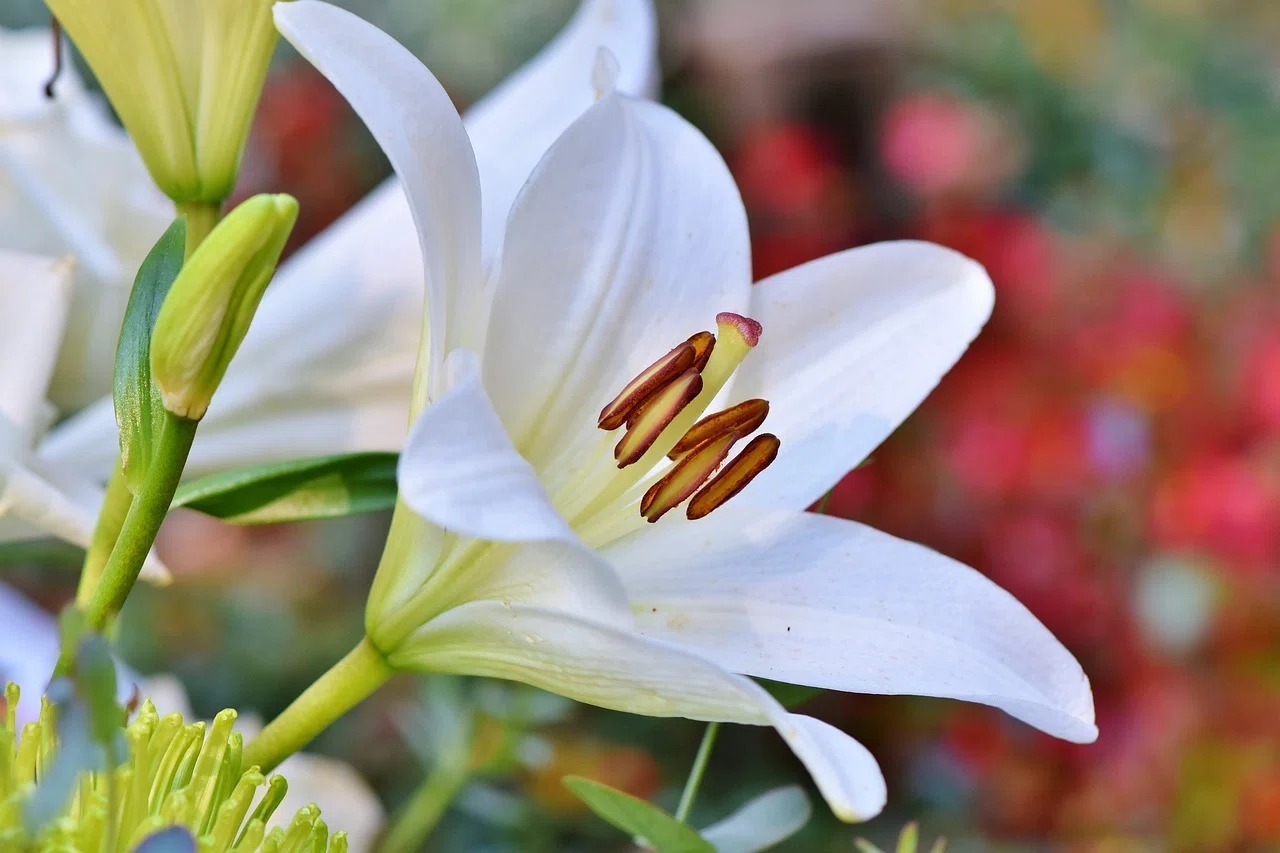 カサブランカ | 純白に香る花嫁の象徴｜Fioria｜花とハーブのWebメディア