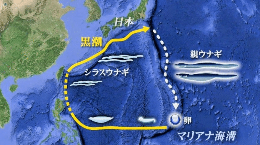 マリアナ海溝でシラスウナギが見つかったら｜ノリック#