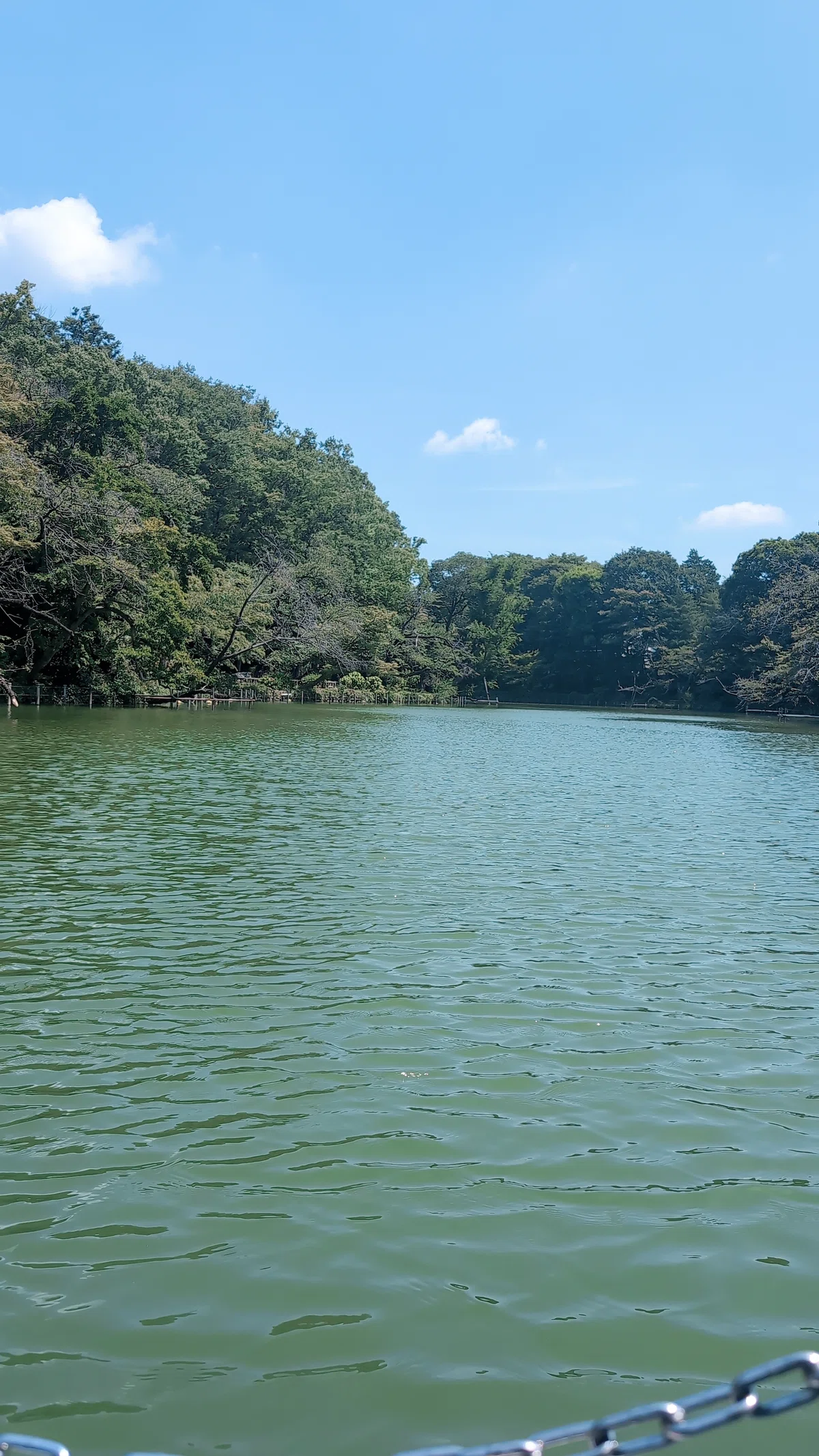 青空と木々、水面の様子。