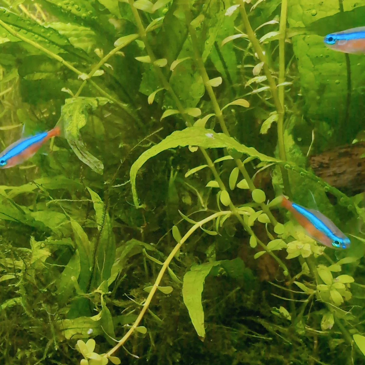 水槽の中で泳ぐ小魚と水草の写真