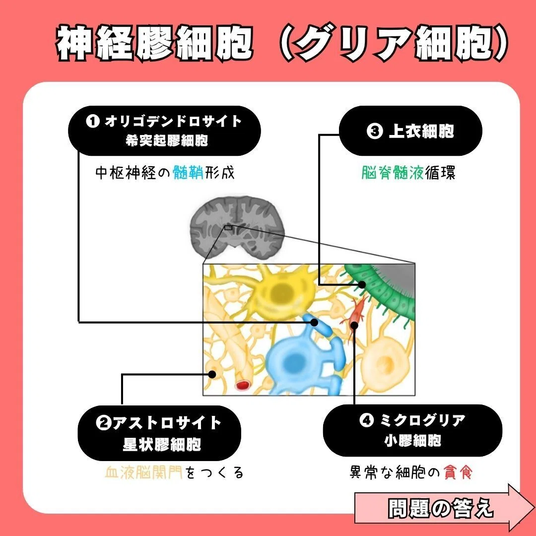 神経 膠 細胞