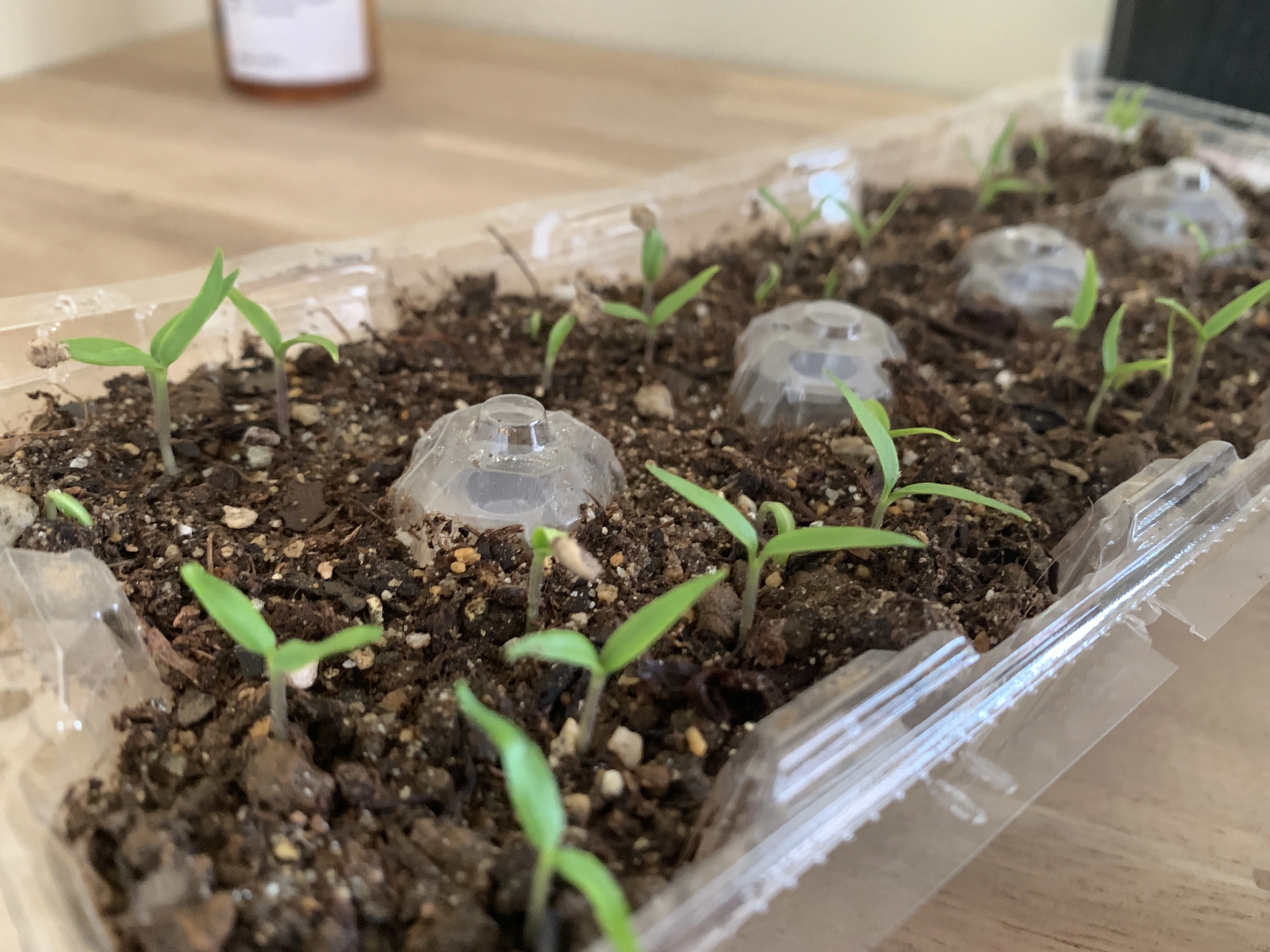 スーパーの調理用「鷹の爪」を植えたら7ヶ月後に4.6kgになった話｜家庭