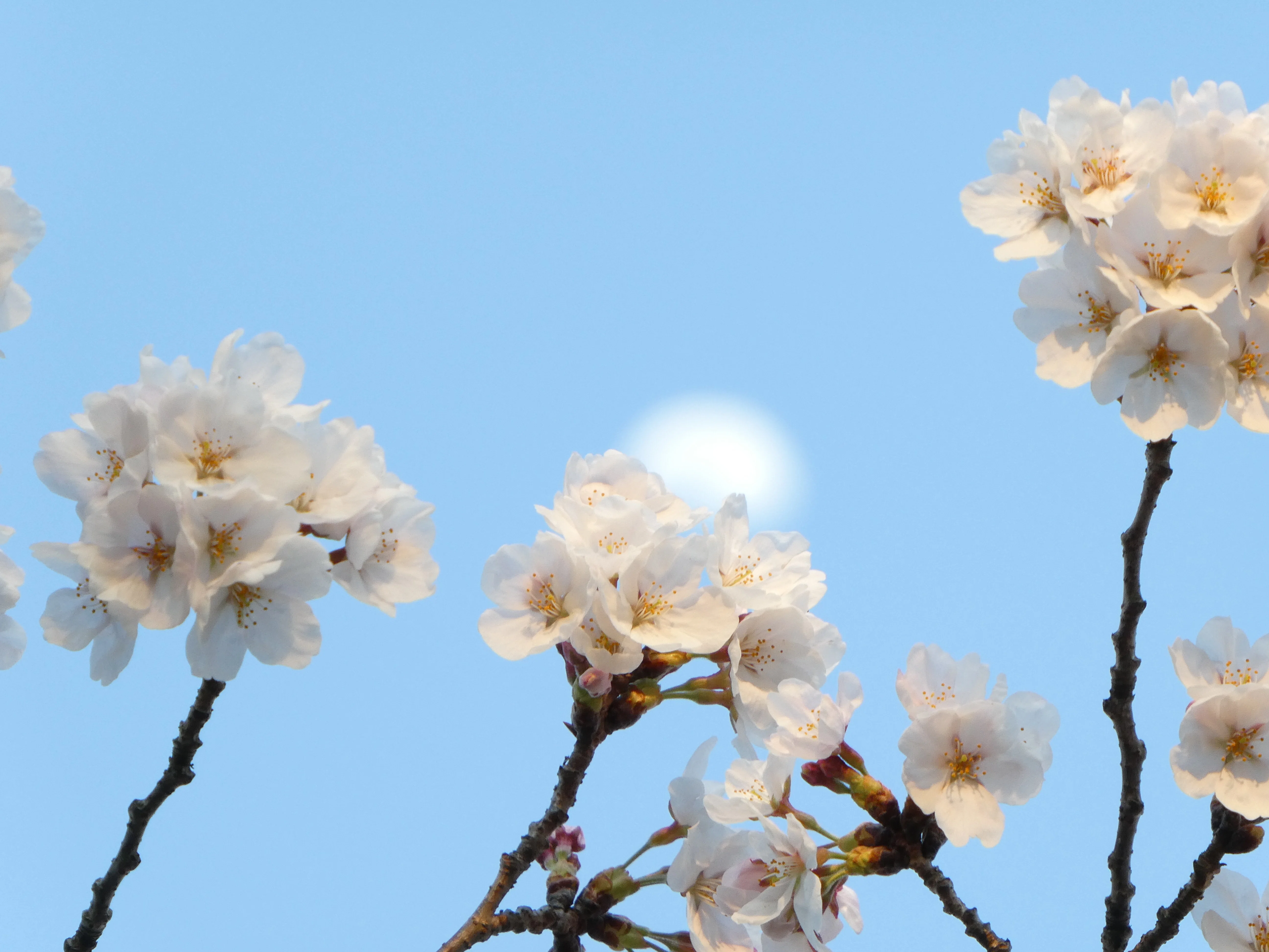TZ99で撮った桜+月♪（11枚）｜なにか