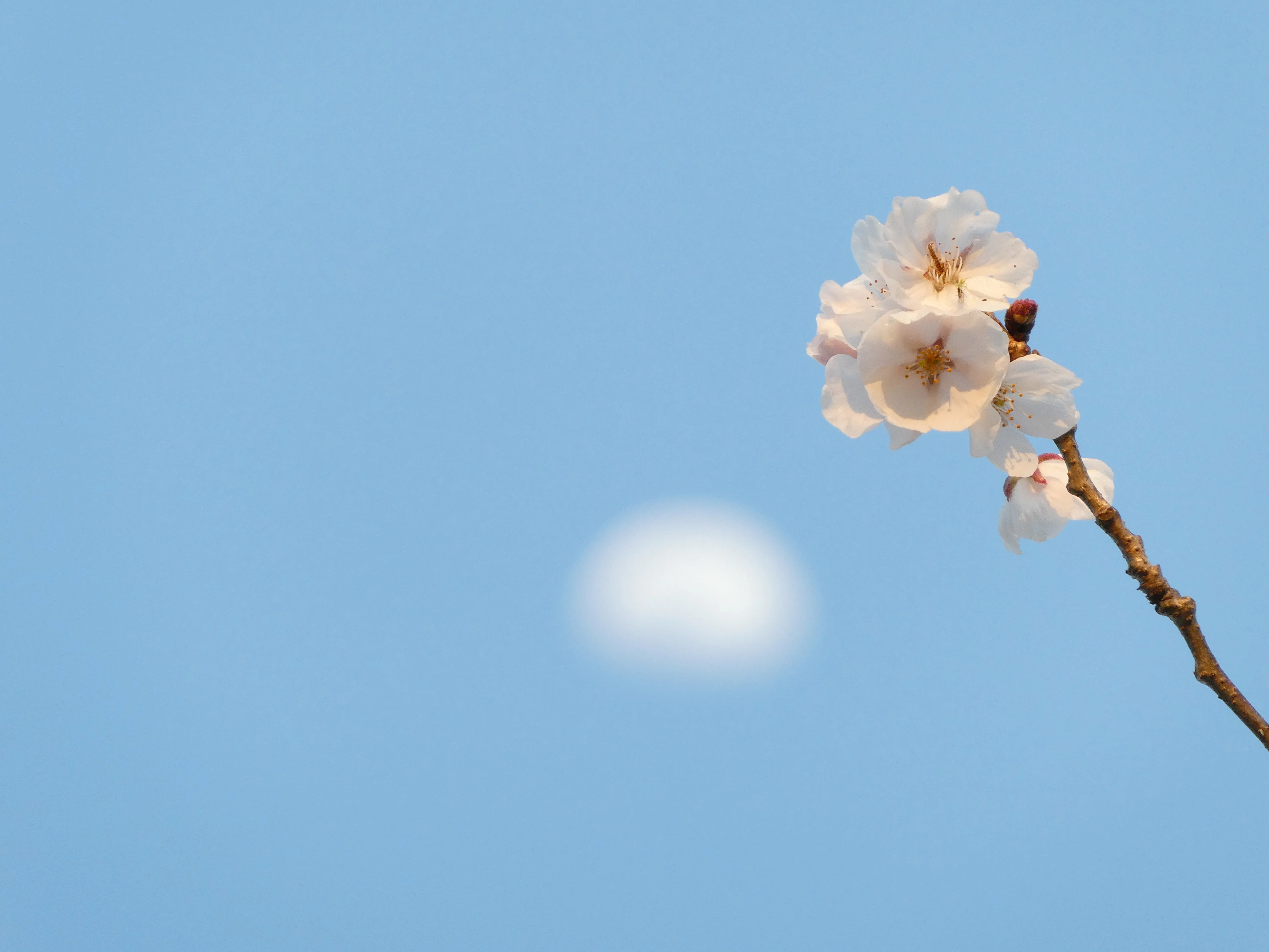 TZ99で撮った桜+月♪（11枚）｜なにか