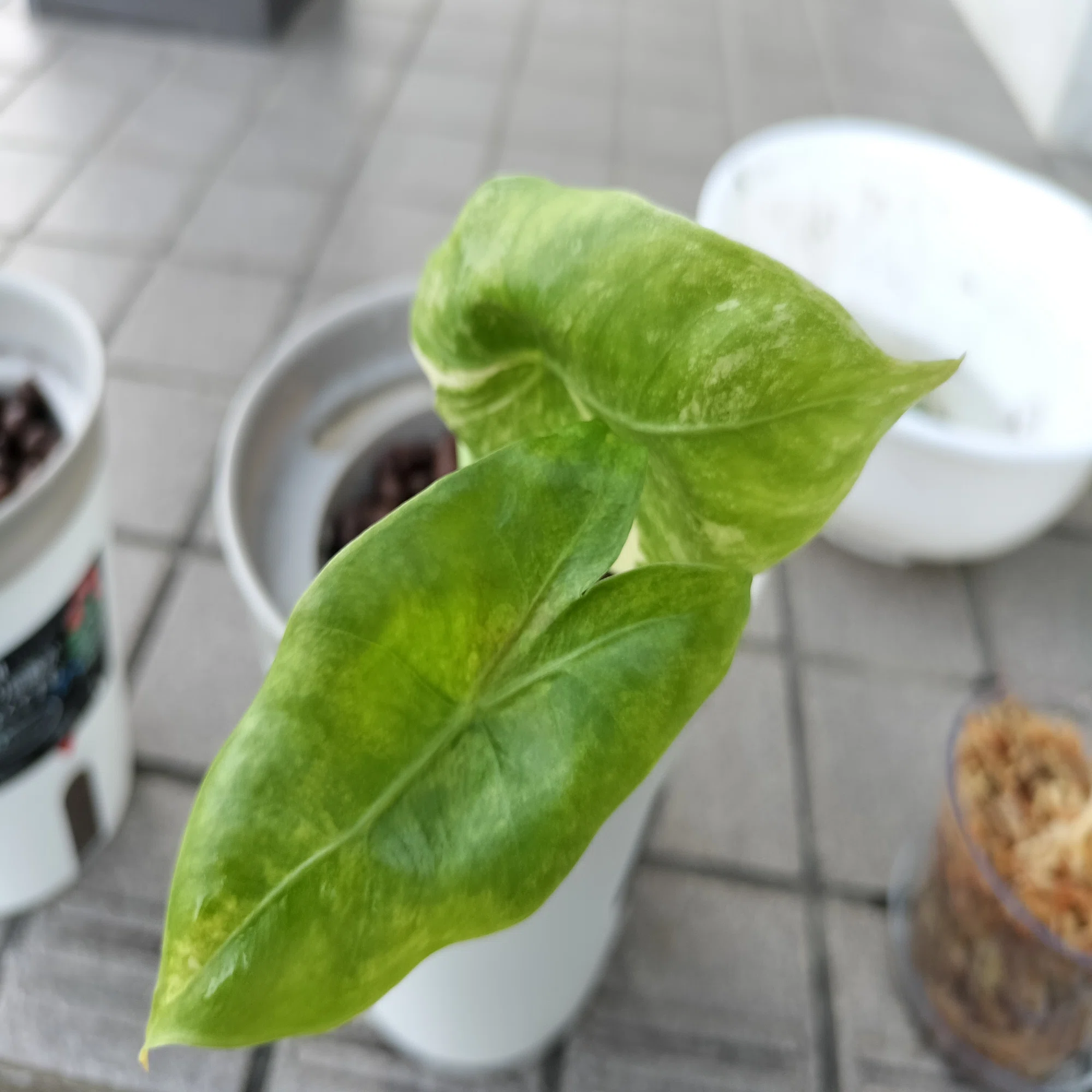 2025/10/18更新】茎がピンク色のおしゃれなアロカシア「アロカシア 