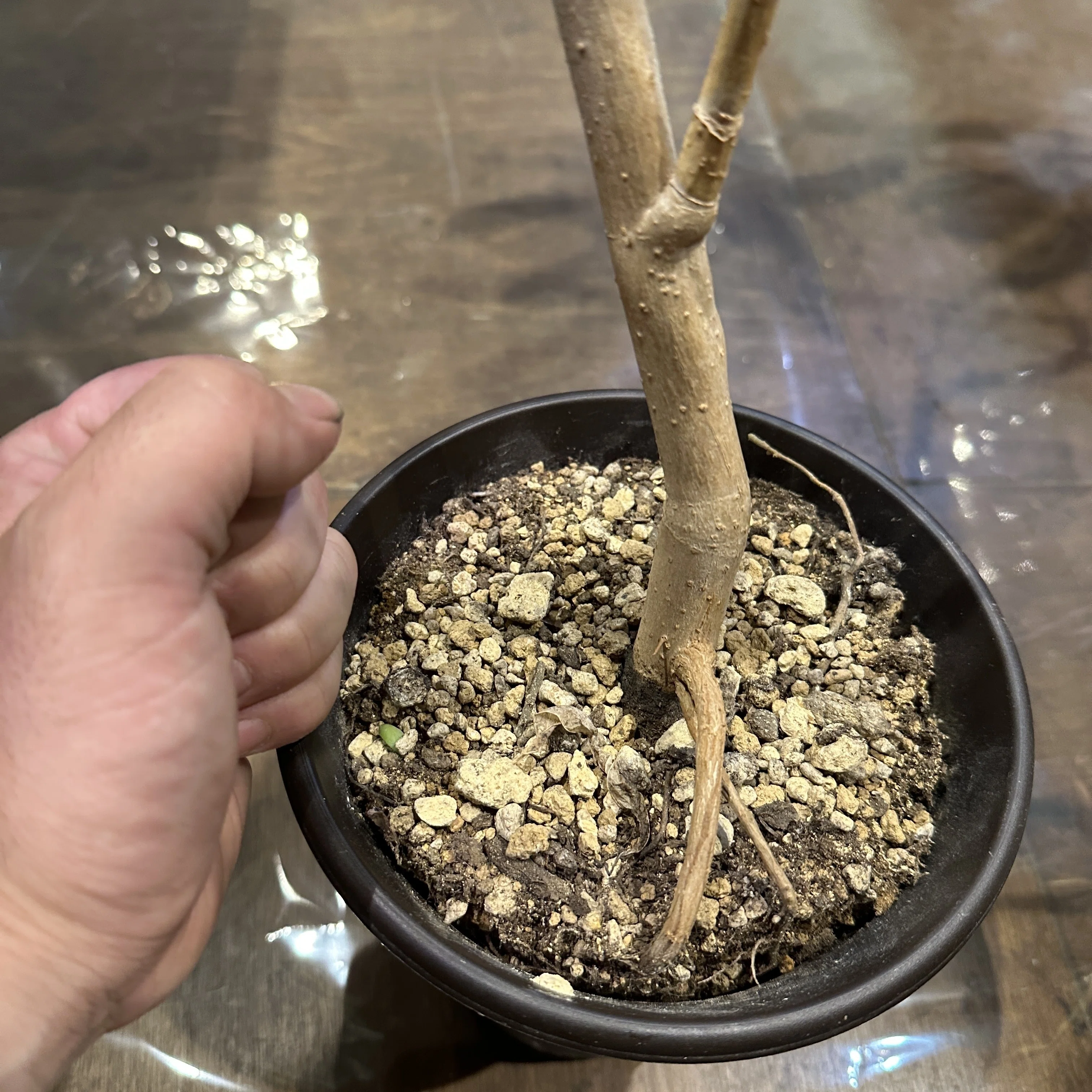 植替え方法（鉢を大きくする）＜植物の植え替えについて④＞｜花屋のラフ