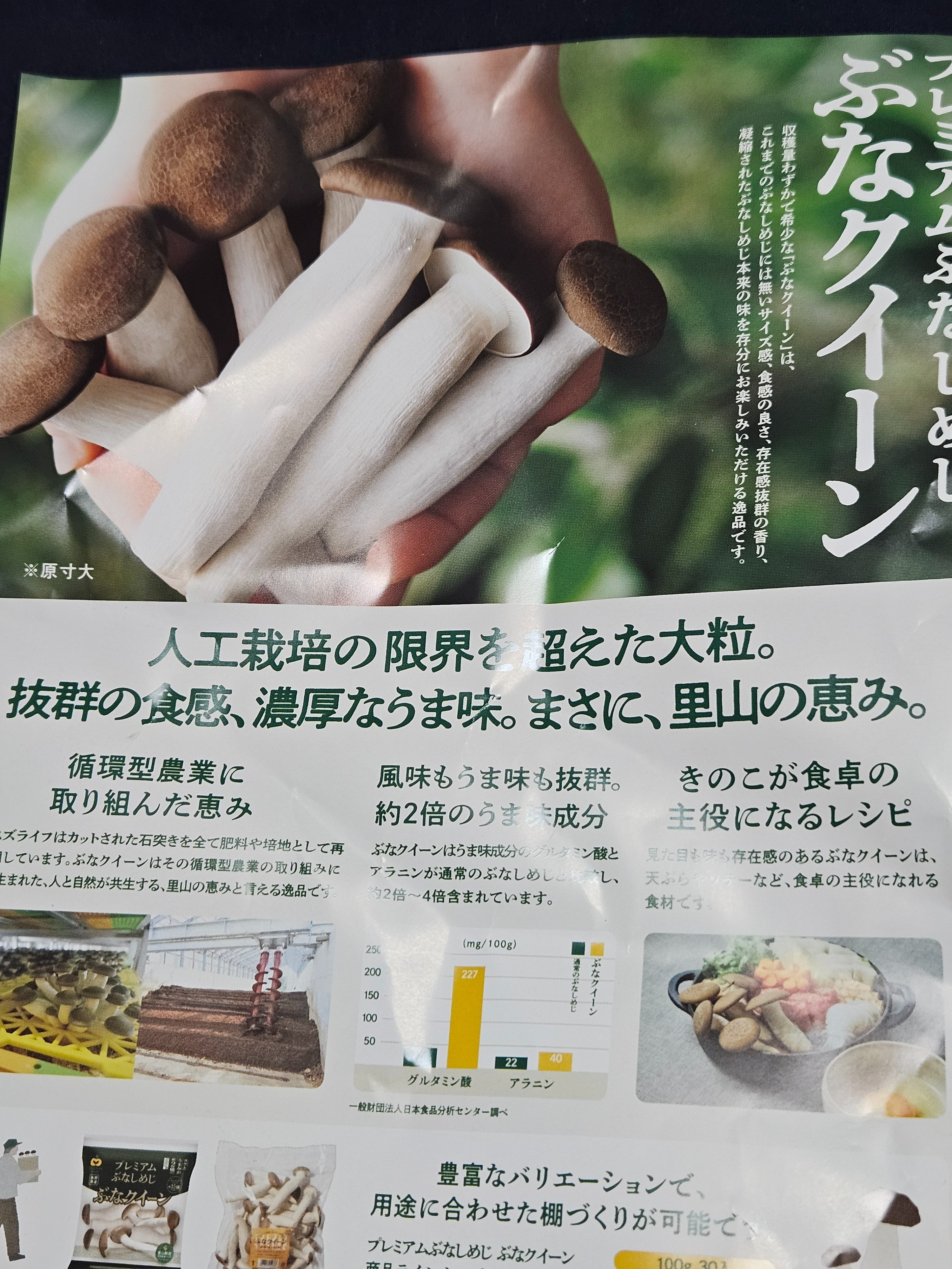 ヨコハマきのこ大祭2025」に行ってきた｜クロマキバレット