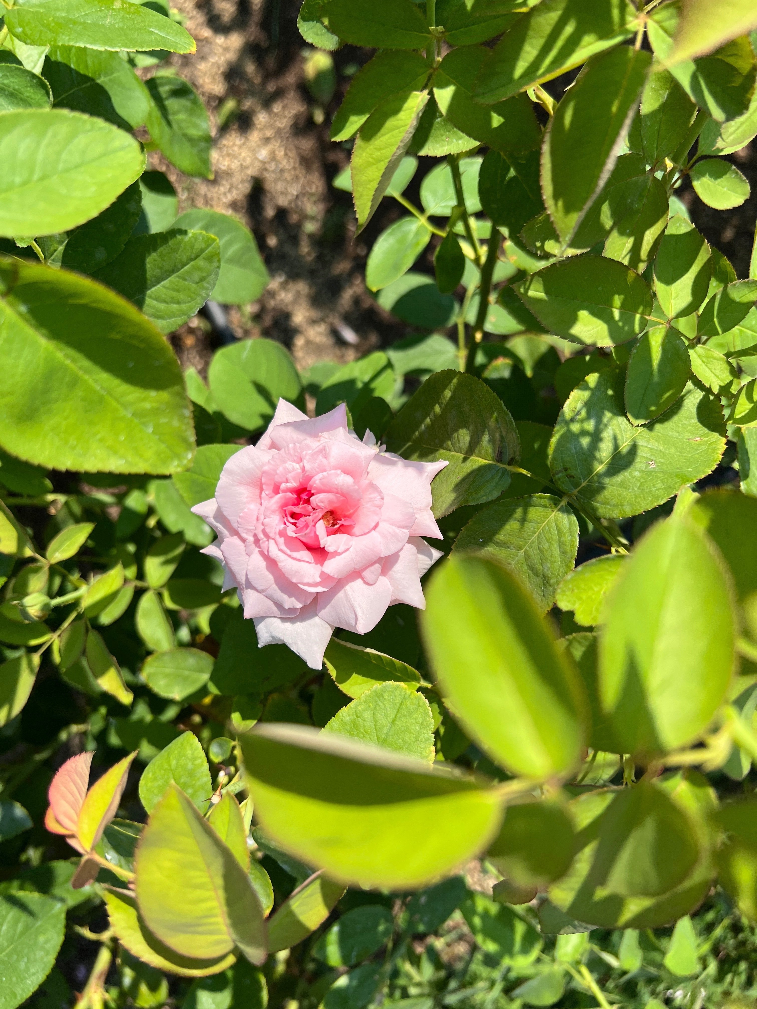 🌹薔薇マップ — 2️⃣ バラ園-西（花壇） — 中之島バラ園｜ぱぽにゃん