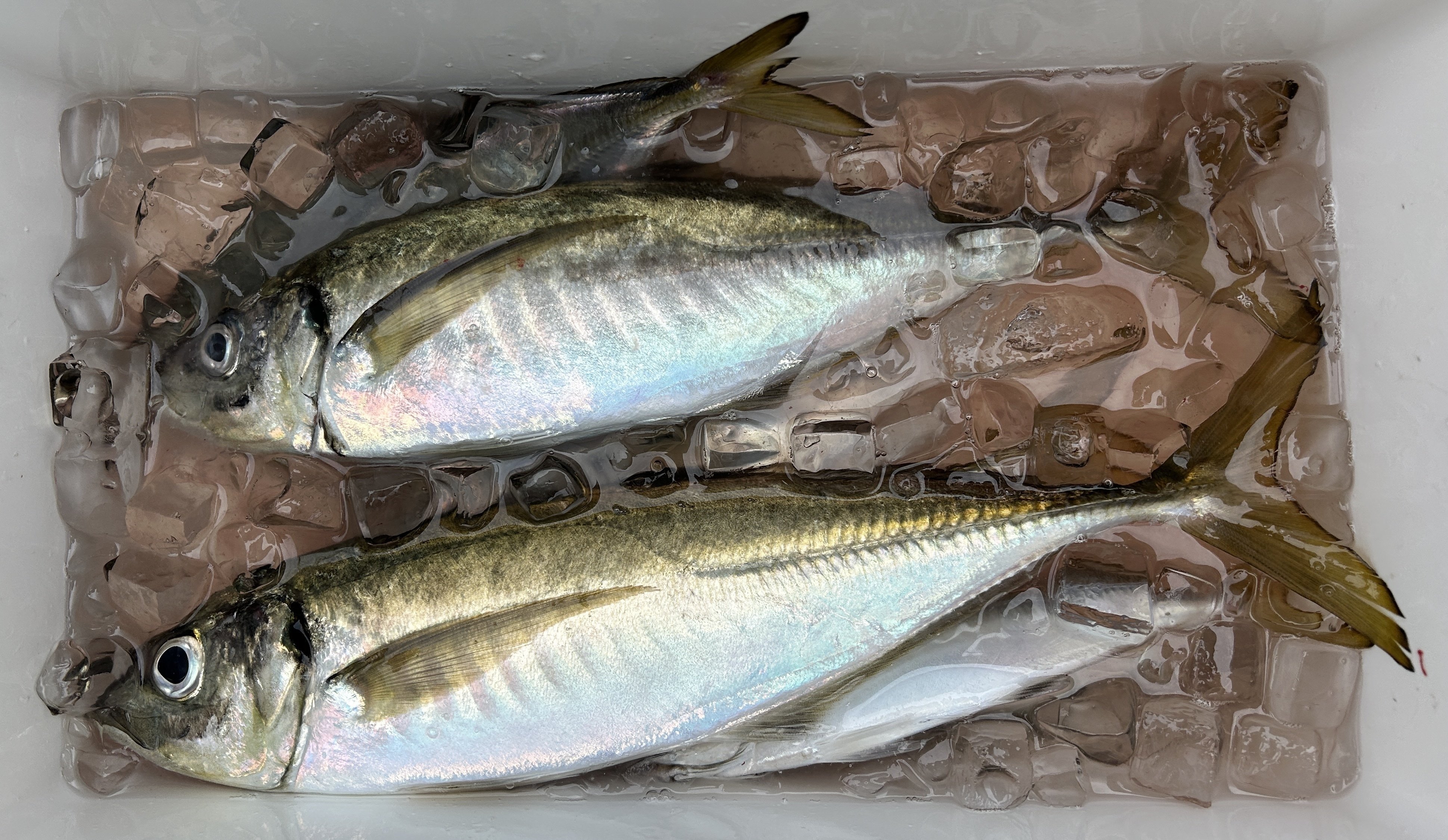 沖縄三線バチ、マッコウ&マンモスのコンビモデル 沖縄三線バチ