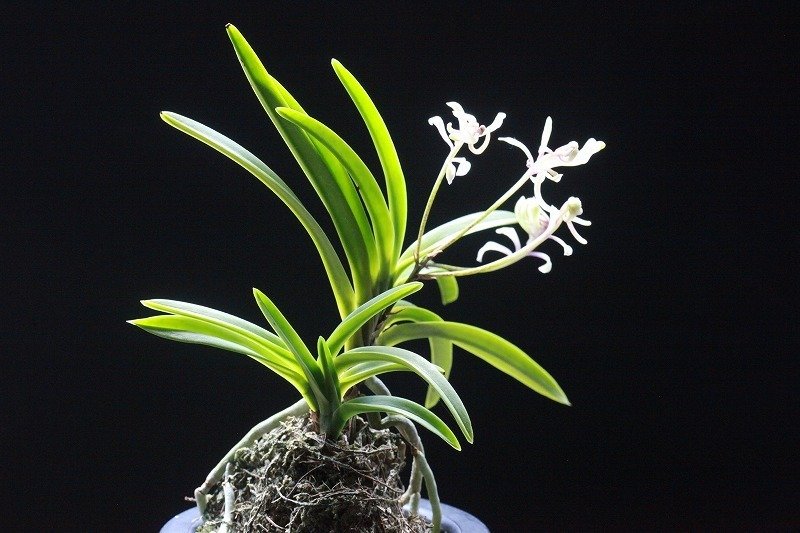 富貴蘭「天女の舞」の花｜KJ Morison