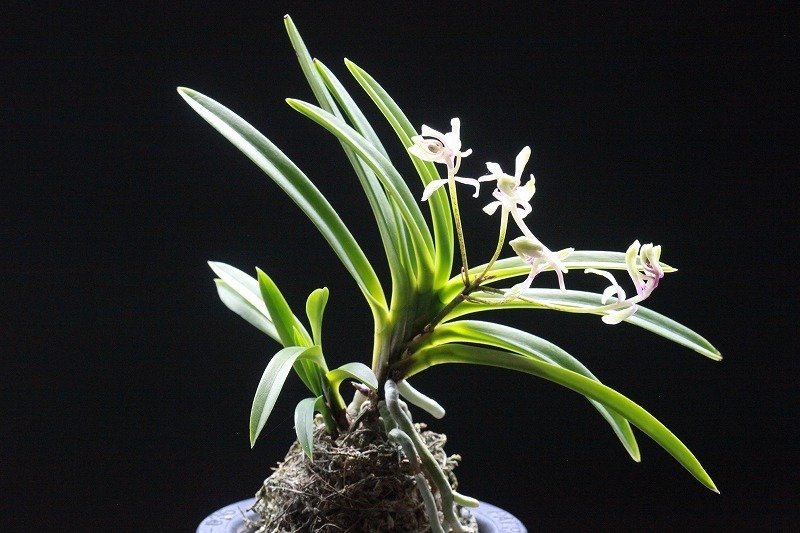 富貴蘭 咲き分けの蝶 富貴蘭 ・咲き分けの蝶-新品同様