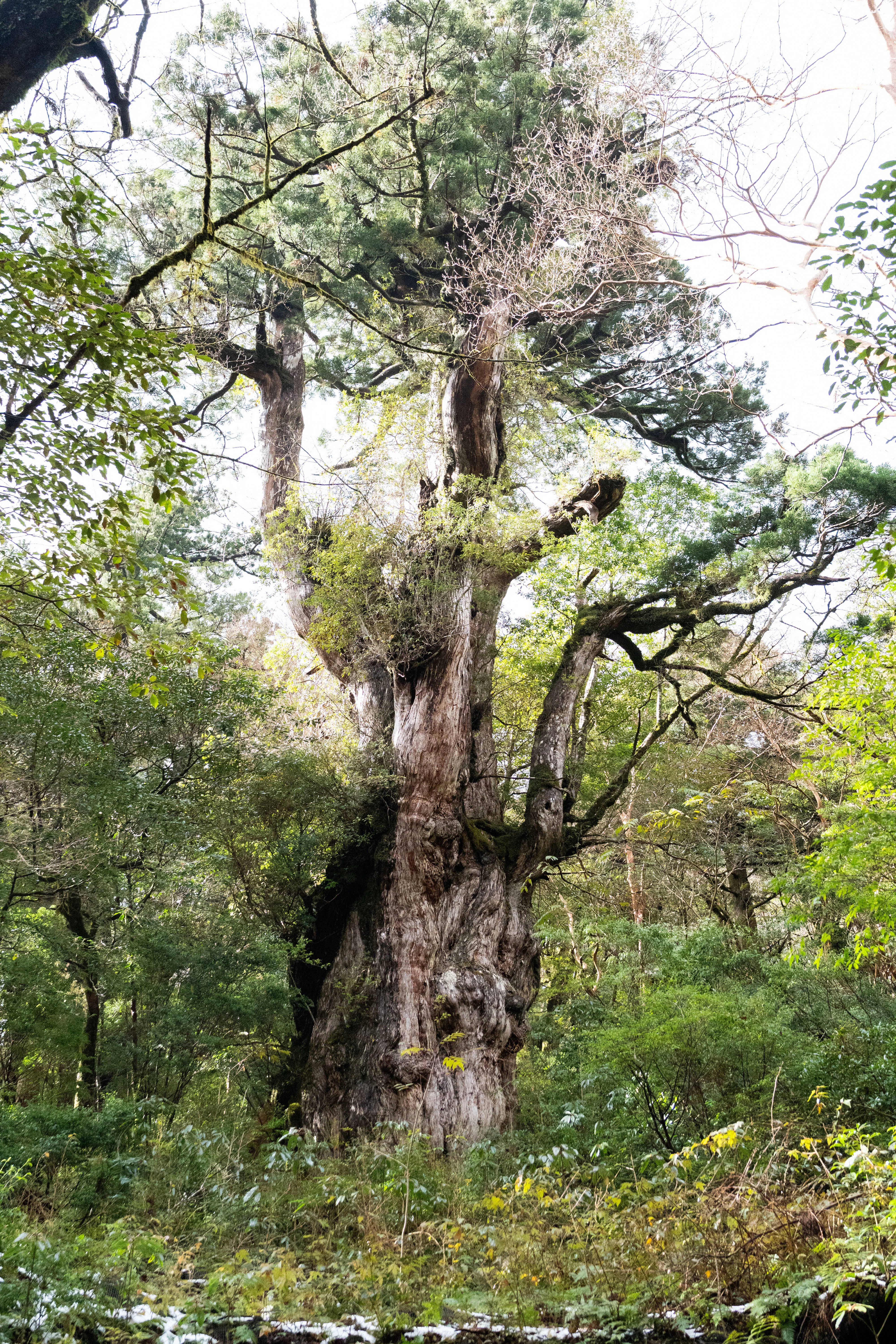 Yakushima - 縄文杉｜Ren
