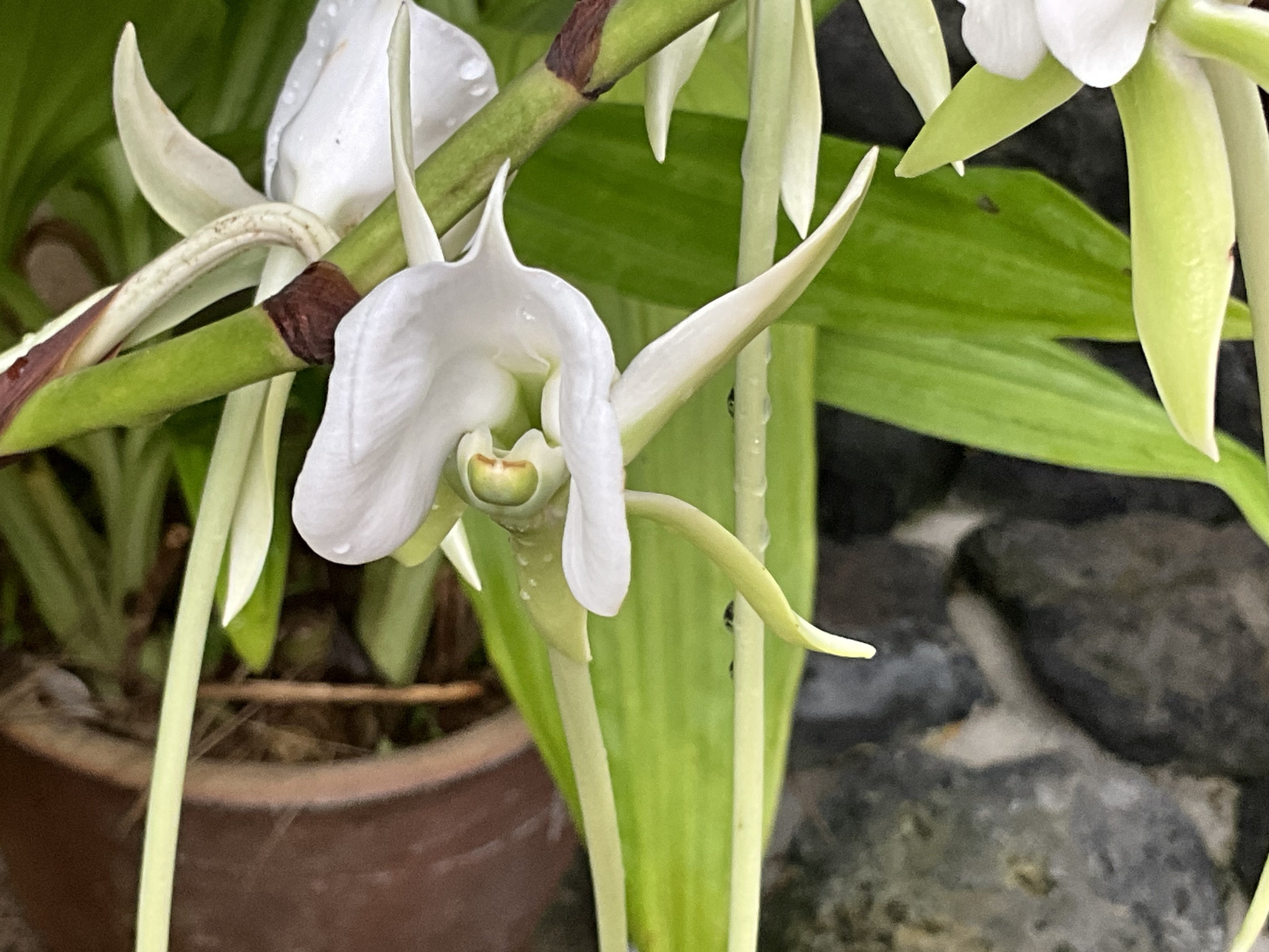 京都府立植物園に咲くランたち：2025年10月20日（月）｜藤井秀昭