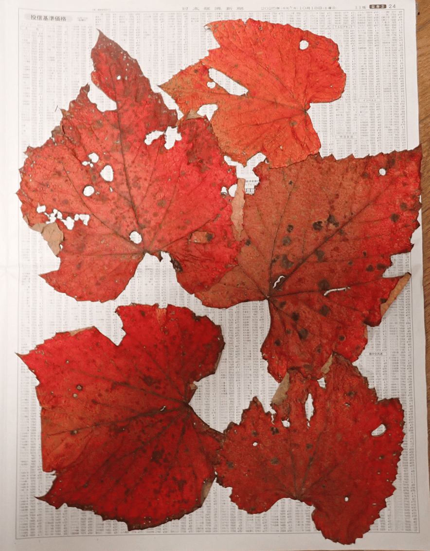 紅葉の始まりは蔦（ツタ）と山葡萄かな？ 奥日光2025年10月17日の紅葉