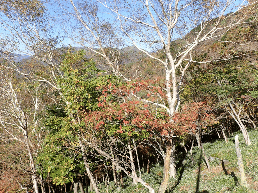 紅葉の始まりは蔦（ツタ）と山葡萄かな？ 奥日光2025年10月17日の紅葉