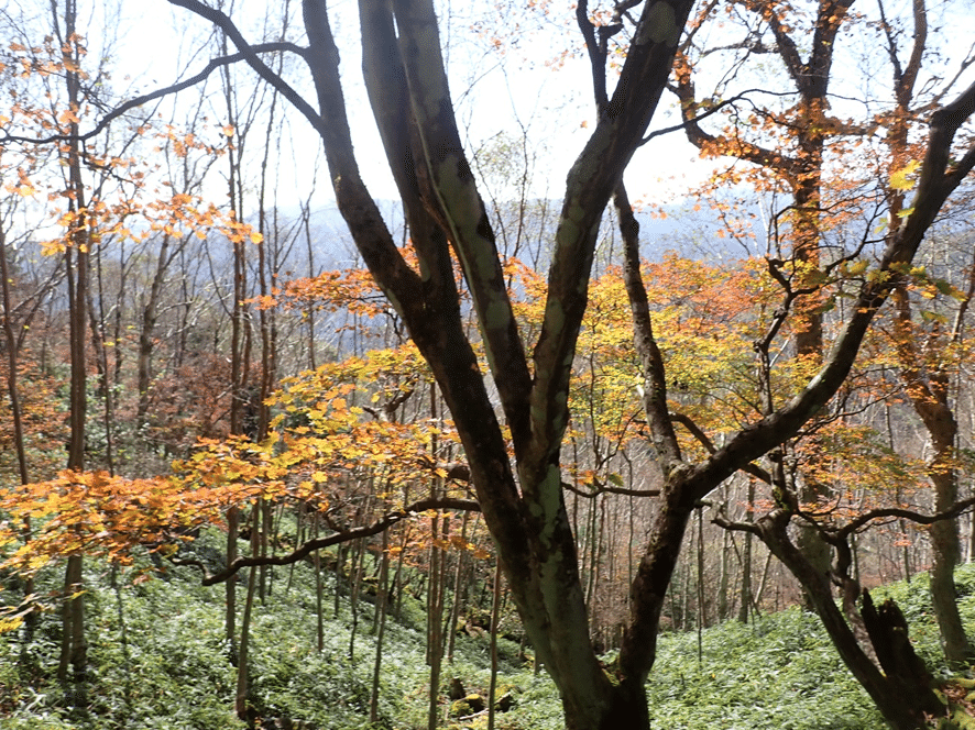 紅葉の始まりは蔦（ツタ）と山葡萄かな？ 奥日光2025年10月17日の紅葉