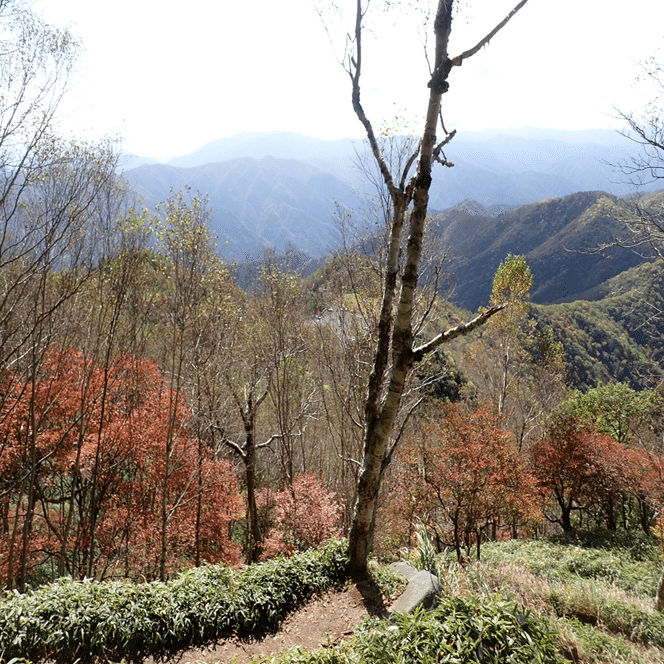 紅葉の始まりは蔦（ツタ）と山葡萄かな？ 奥日光2025年10月17日の紅葉