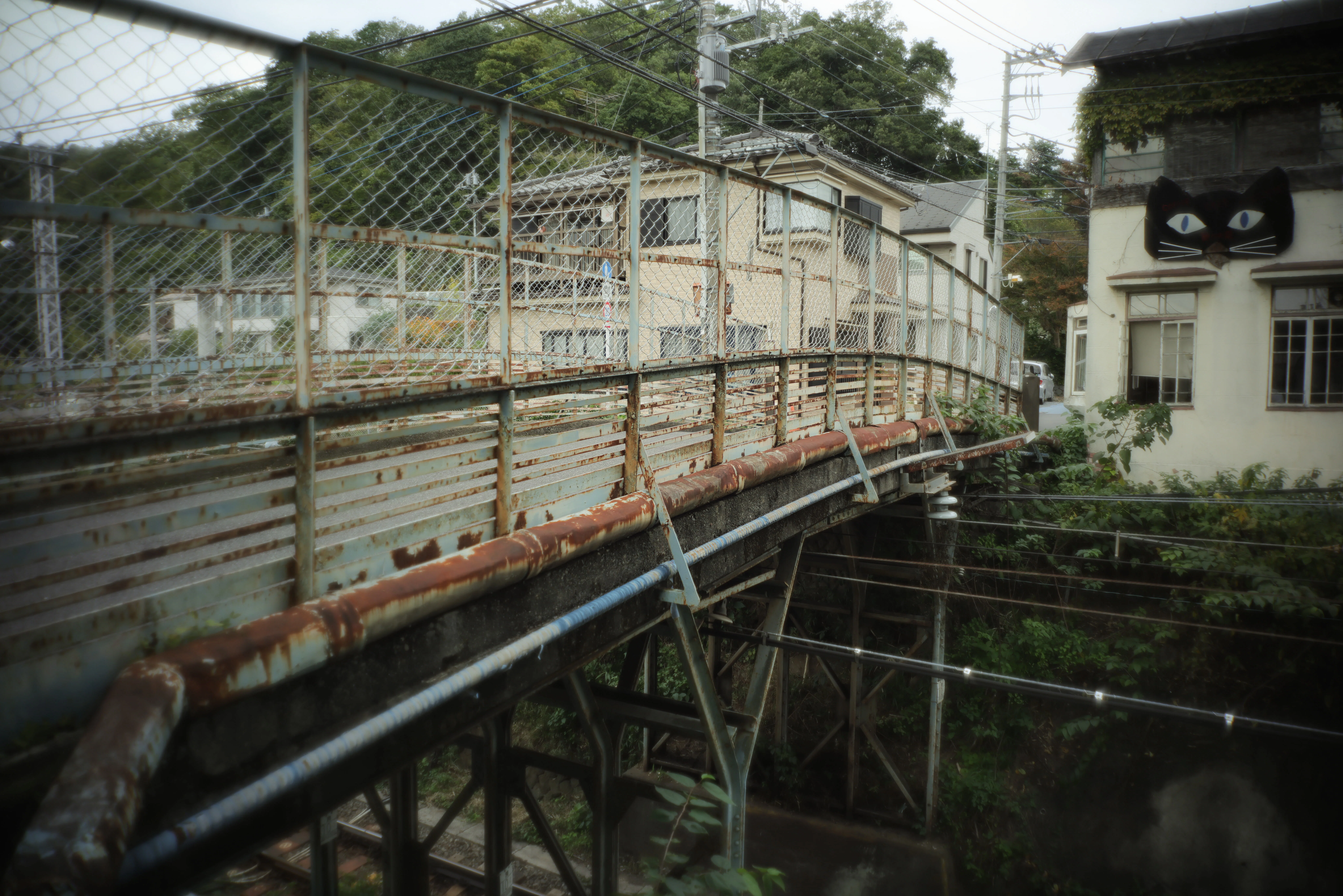 Canon 25mm f3.5 LTM｜quvt haruki