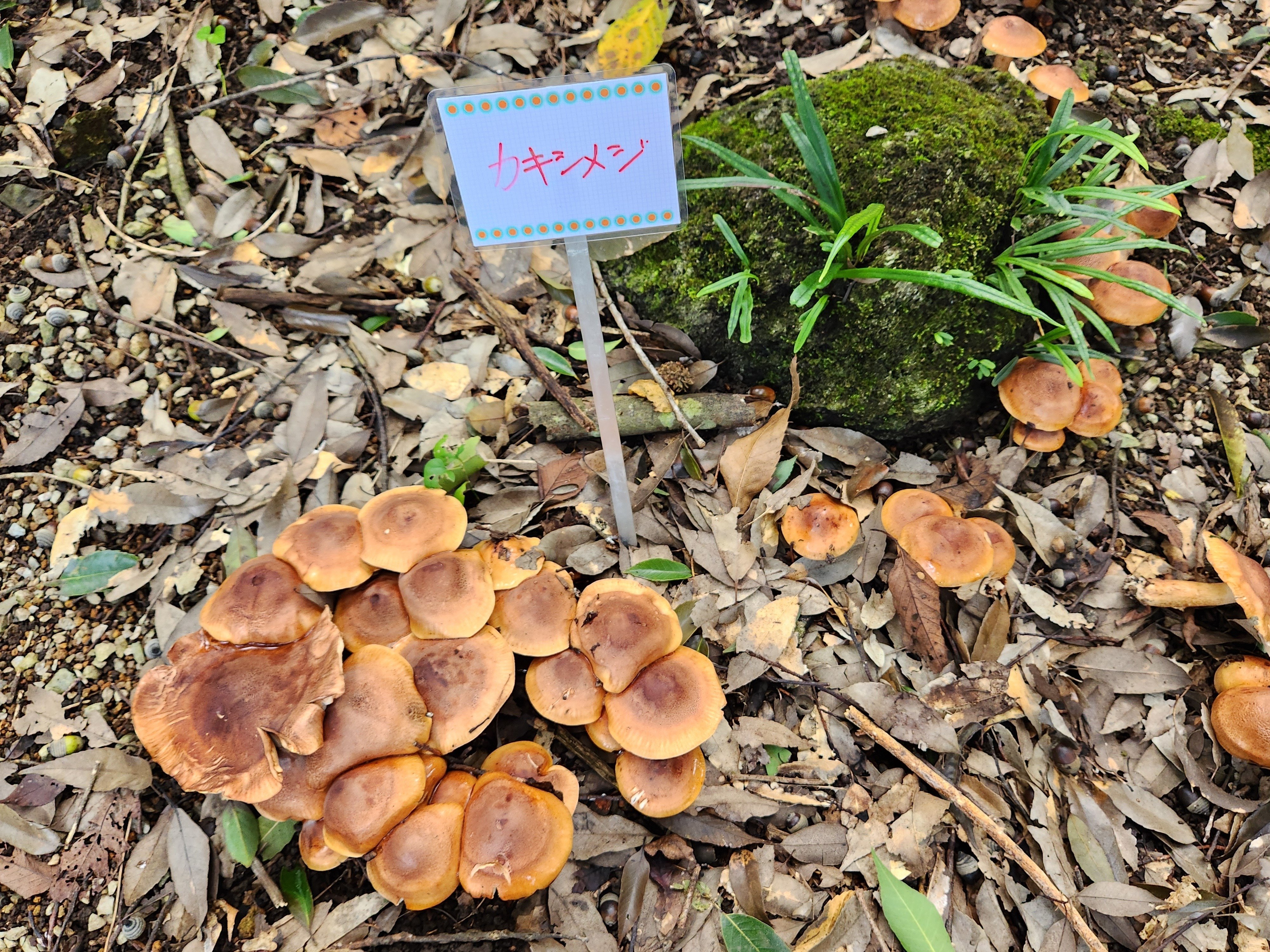 きのこ展（つくば植物園）｜あおちどり