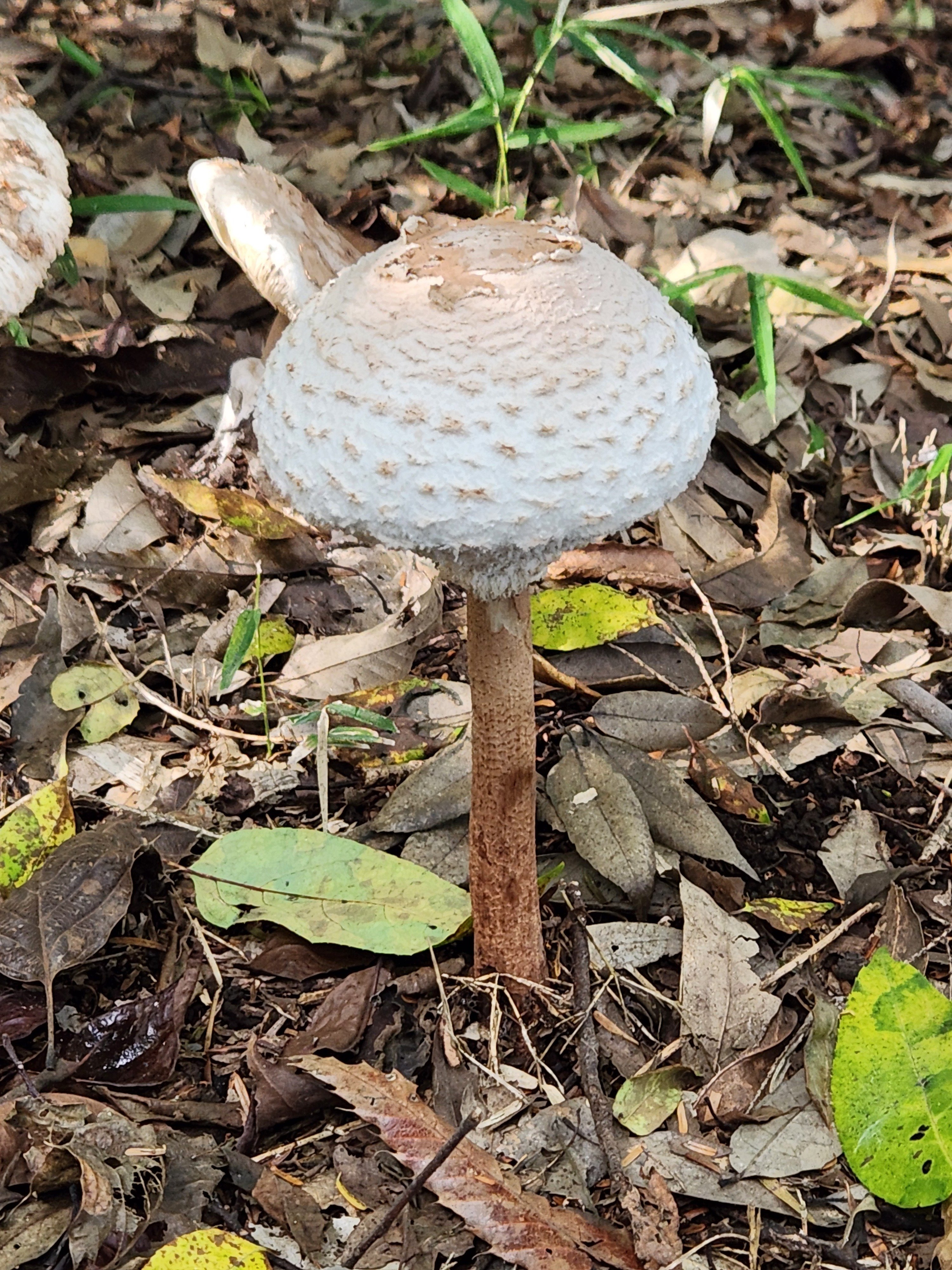 きのこ展（つくば植物園）｜あおちどり