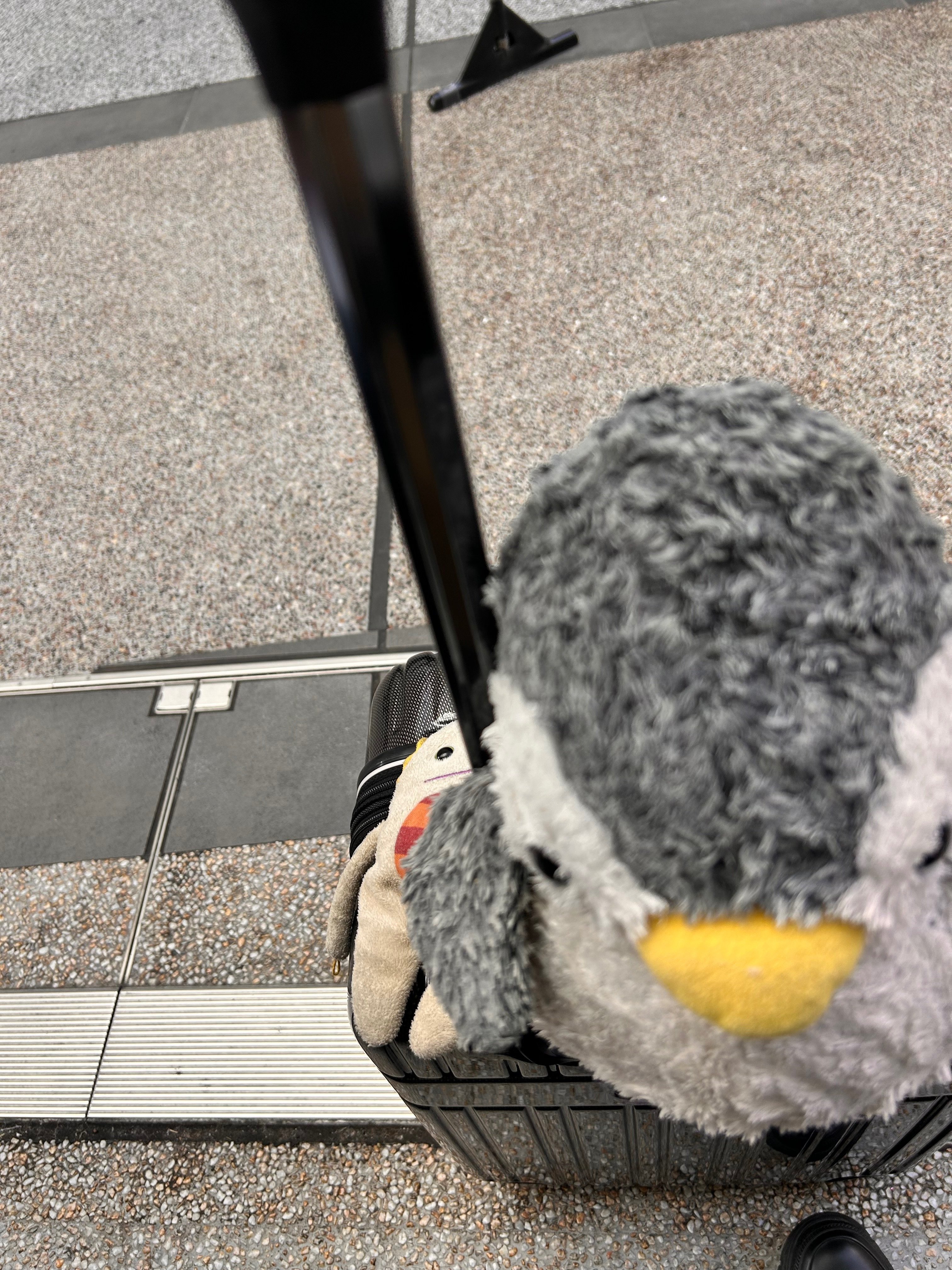 プロセカ感謝祭5nd CS見たよー｜くろて