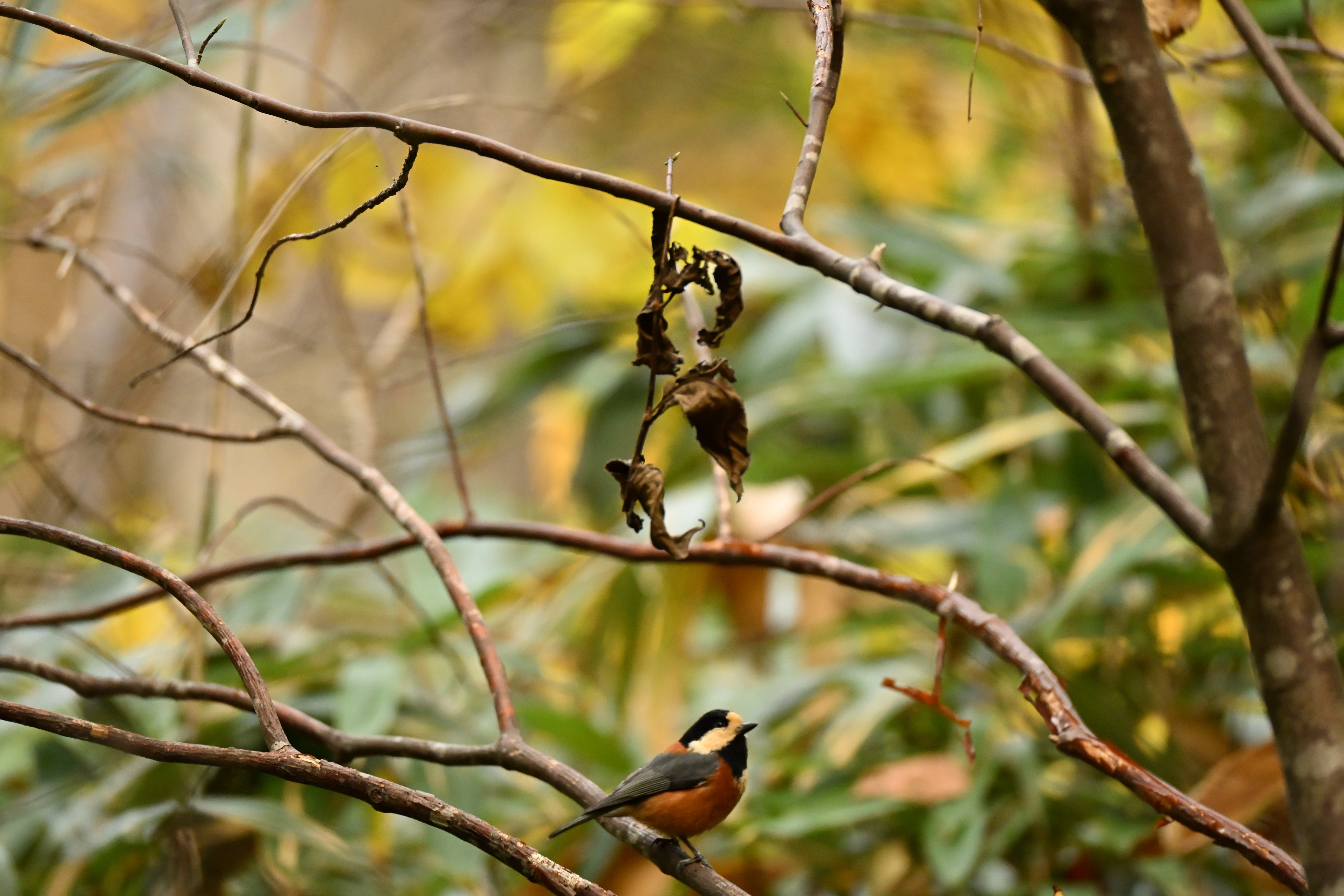 Z5IIで野鳥撮影＃4（シジュウカラ、オオアカゲラ、ツグミ、シマエナガ