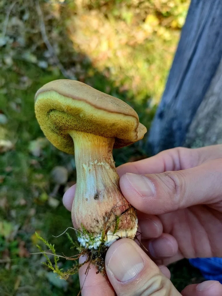初きのこ狩り in デンマーク 🍄‍🟫 - Living in Denmark
