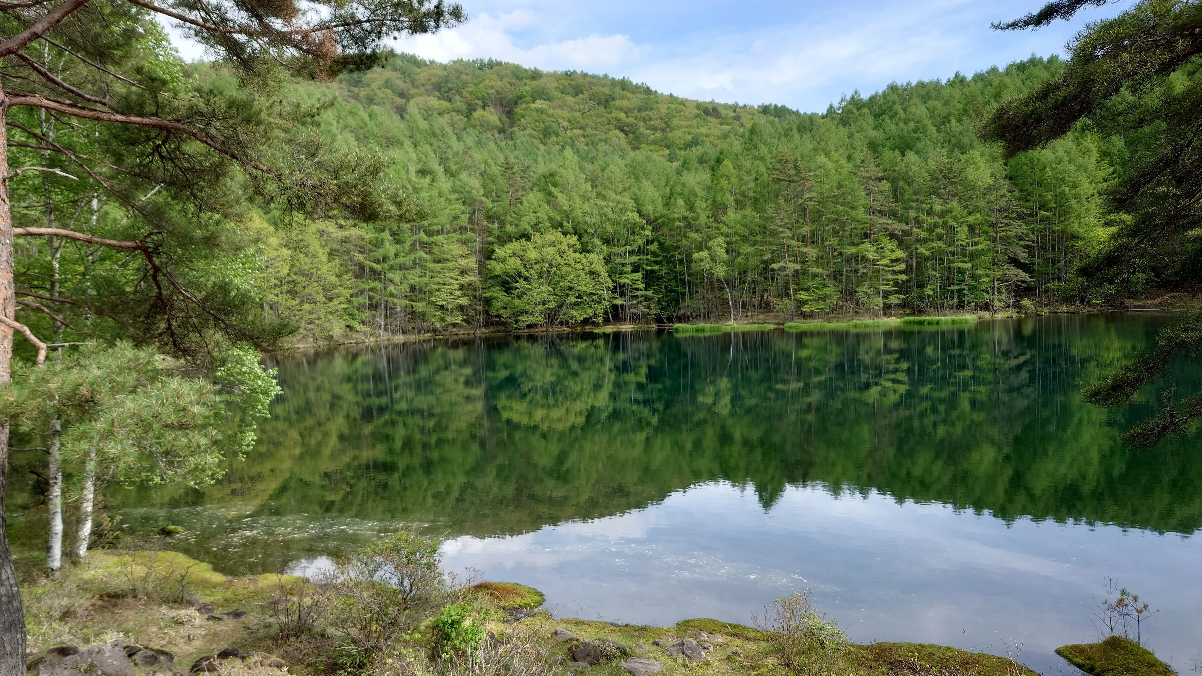 今なら会える“緑響く”‗長野県立美術館の東山魁夷展がすごい①｜SUNNY