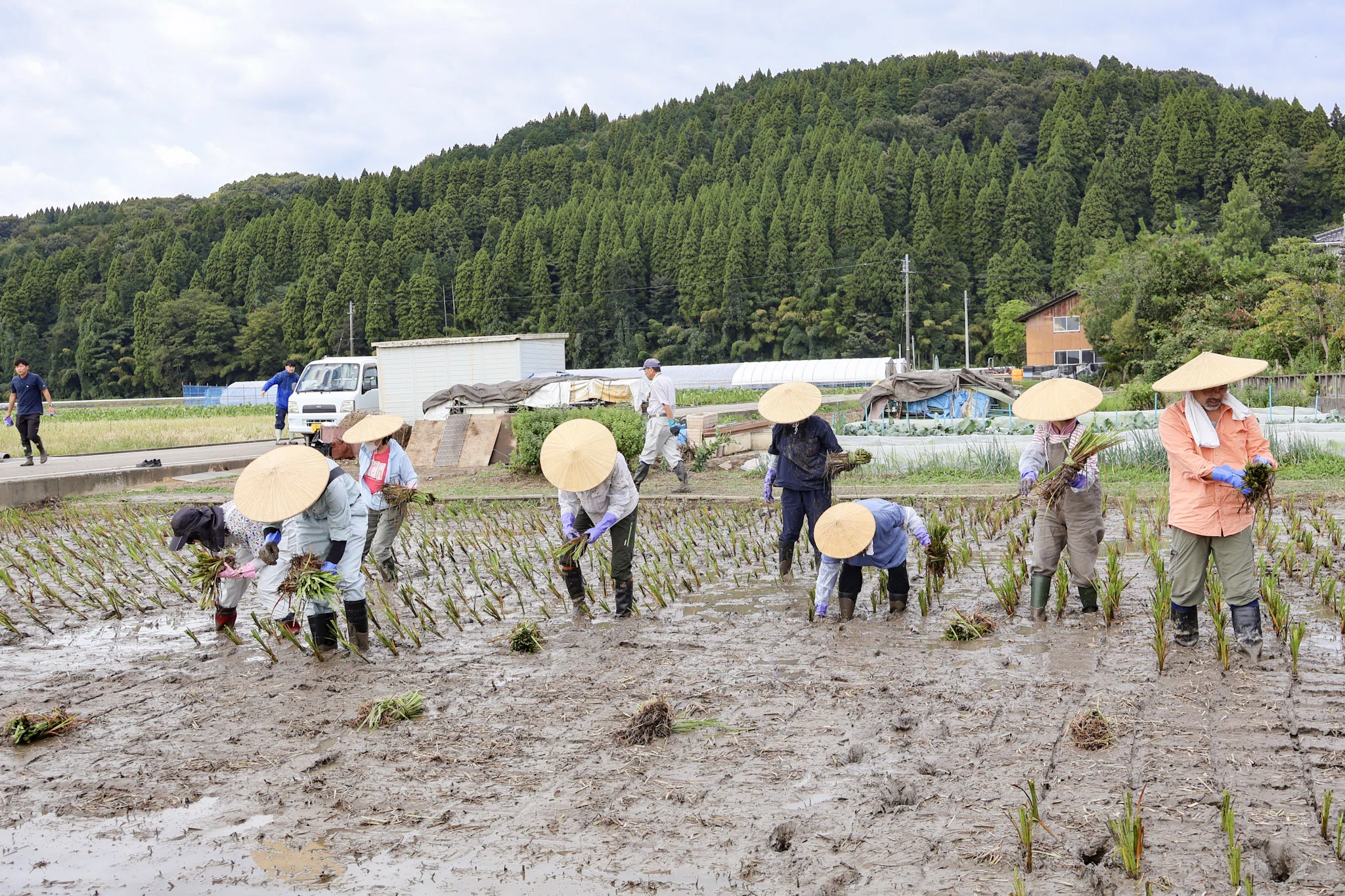 高岡市福岡町（西五位地域）「スゲの植付け」ボランティアによる田植え