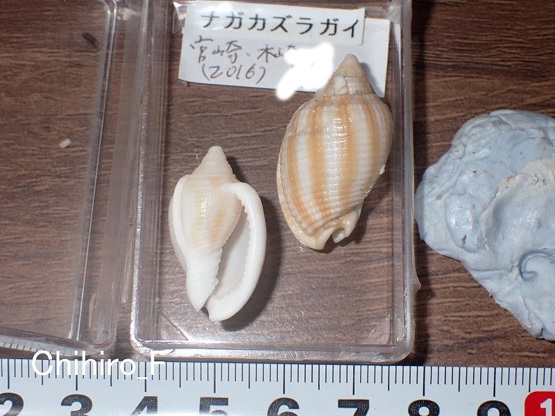 拾いに行くならこんな貝殻⑯マテガイ、マルオミナエシ、フロガイ