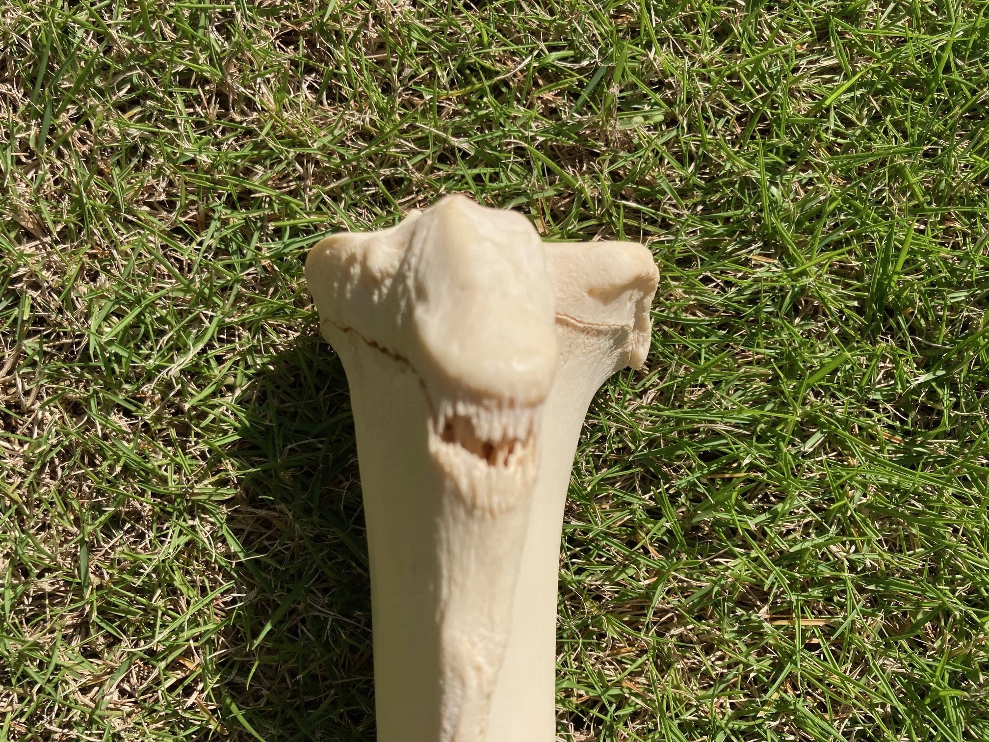 ニホンジカ 鹿骨格足 シカ エゾシカ の頭骨