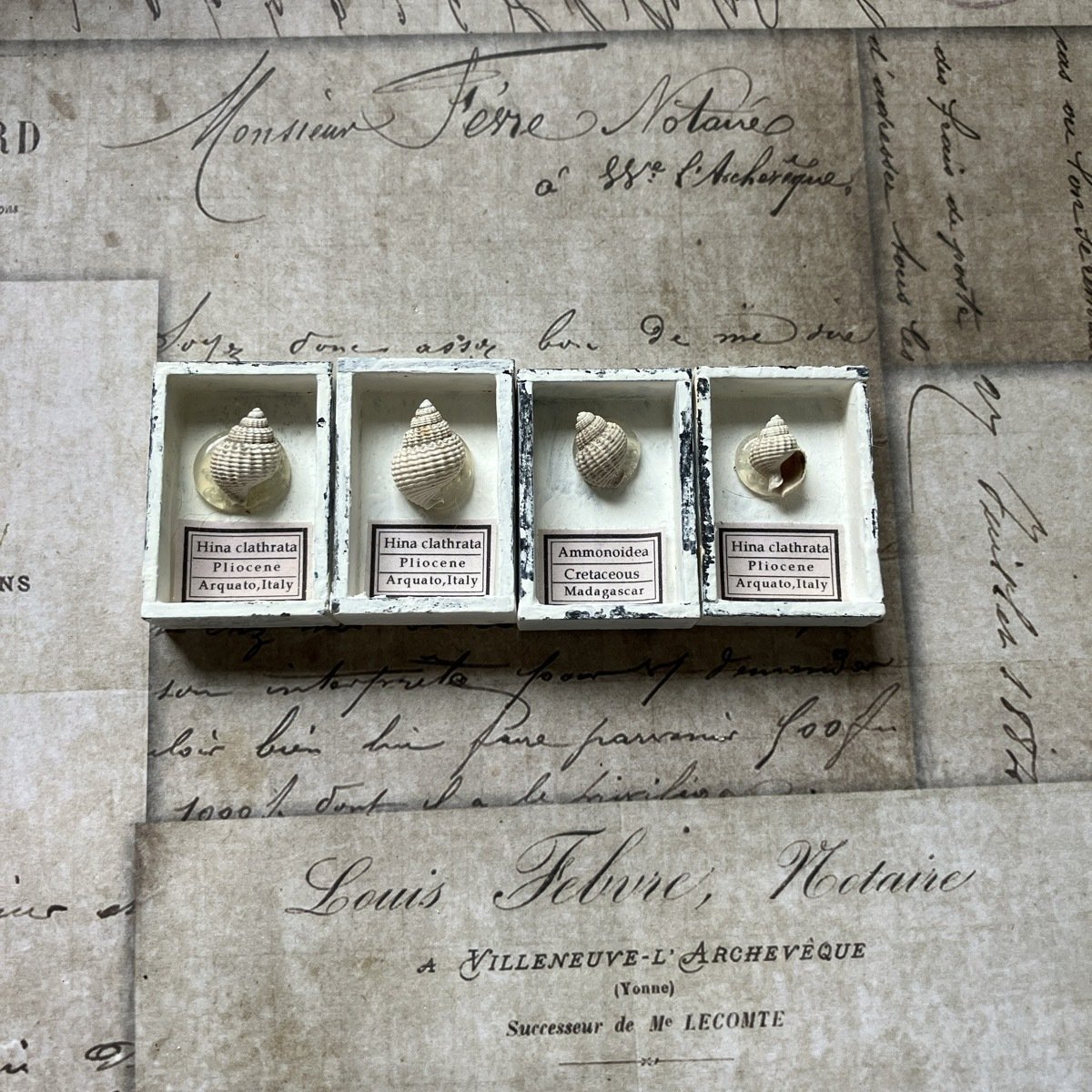 謎の小さな巻貝化石｜さとうかよこ（きらら舎）