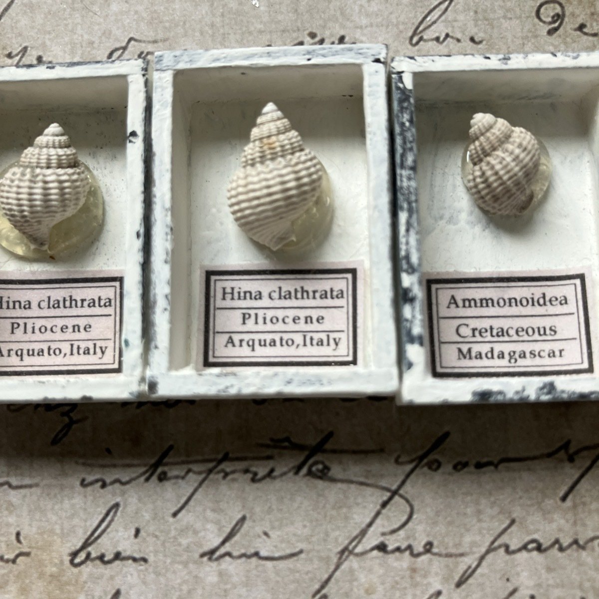 巻貝の化石 約5cm 巻貝011｜恐竜・化石グッズの専門店 ふぉっしる