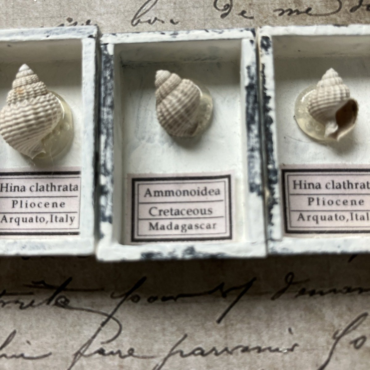 巻貝の化石 約5cm 謎の小さな巻貝化石｜さとうかよこ（きらら舎）