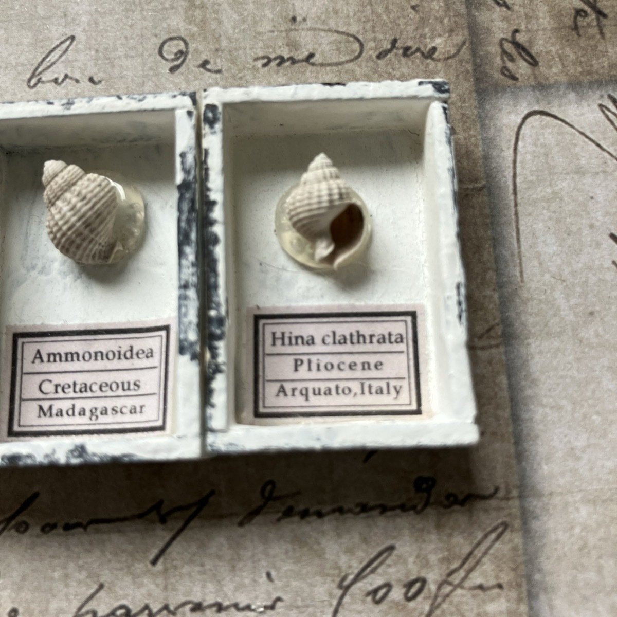 謎の小さな巻貝化石｜さとうかよこ（きらら舎）