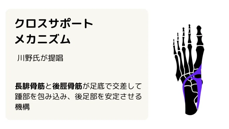 クロスサポートメカニズムVS腱あぶみ｜日本足病学協会