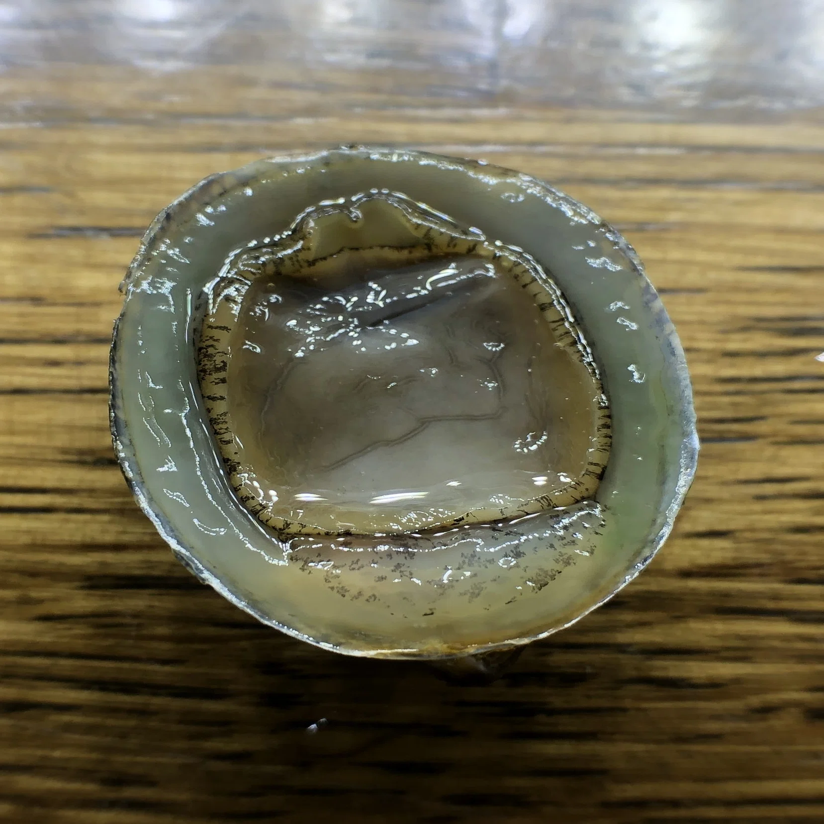 フネアマ 貝 動か ない