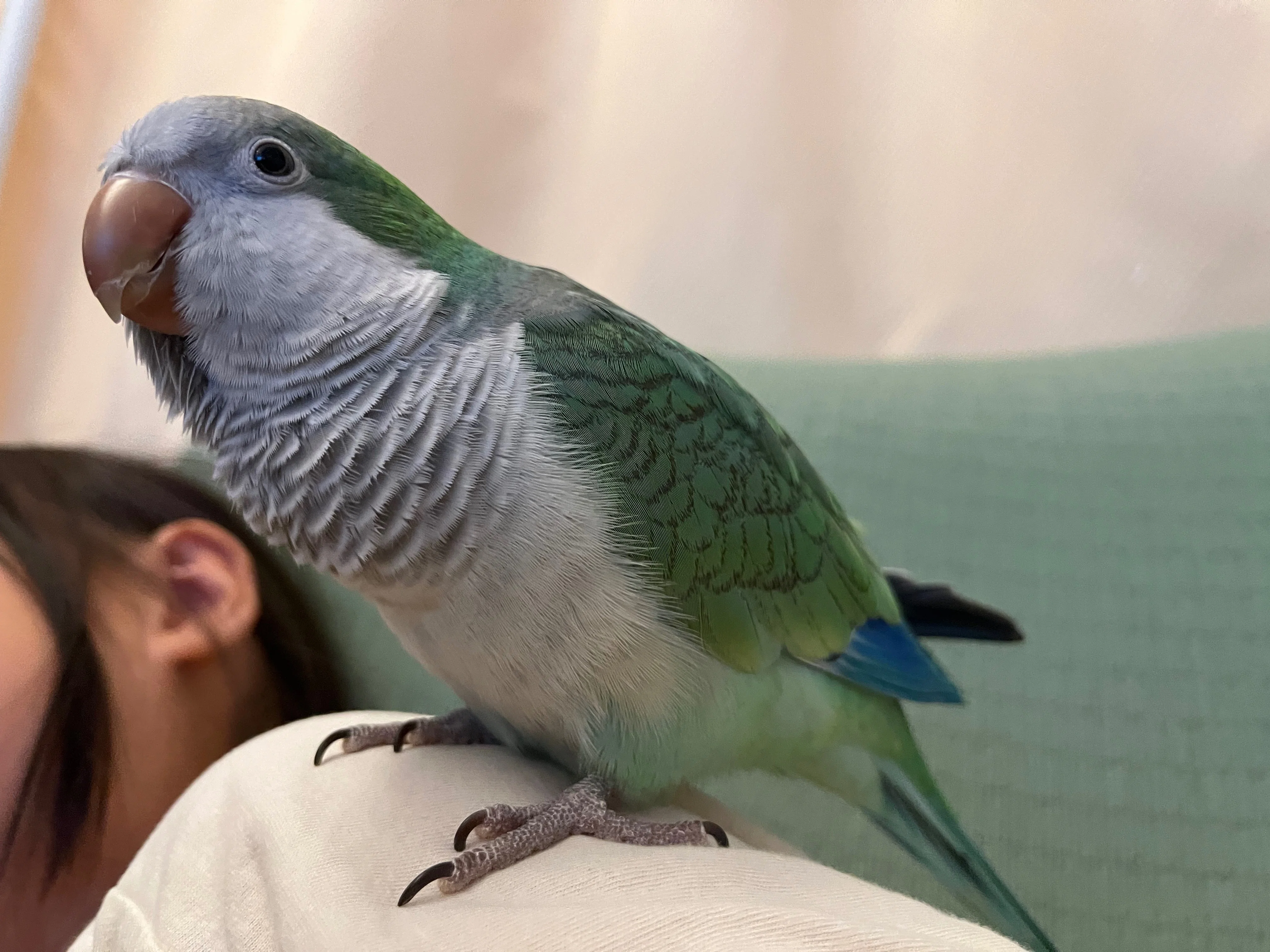 小鳥さんの日記＃11 オキナインコのルウが話せるようになった言葉