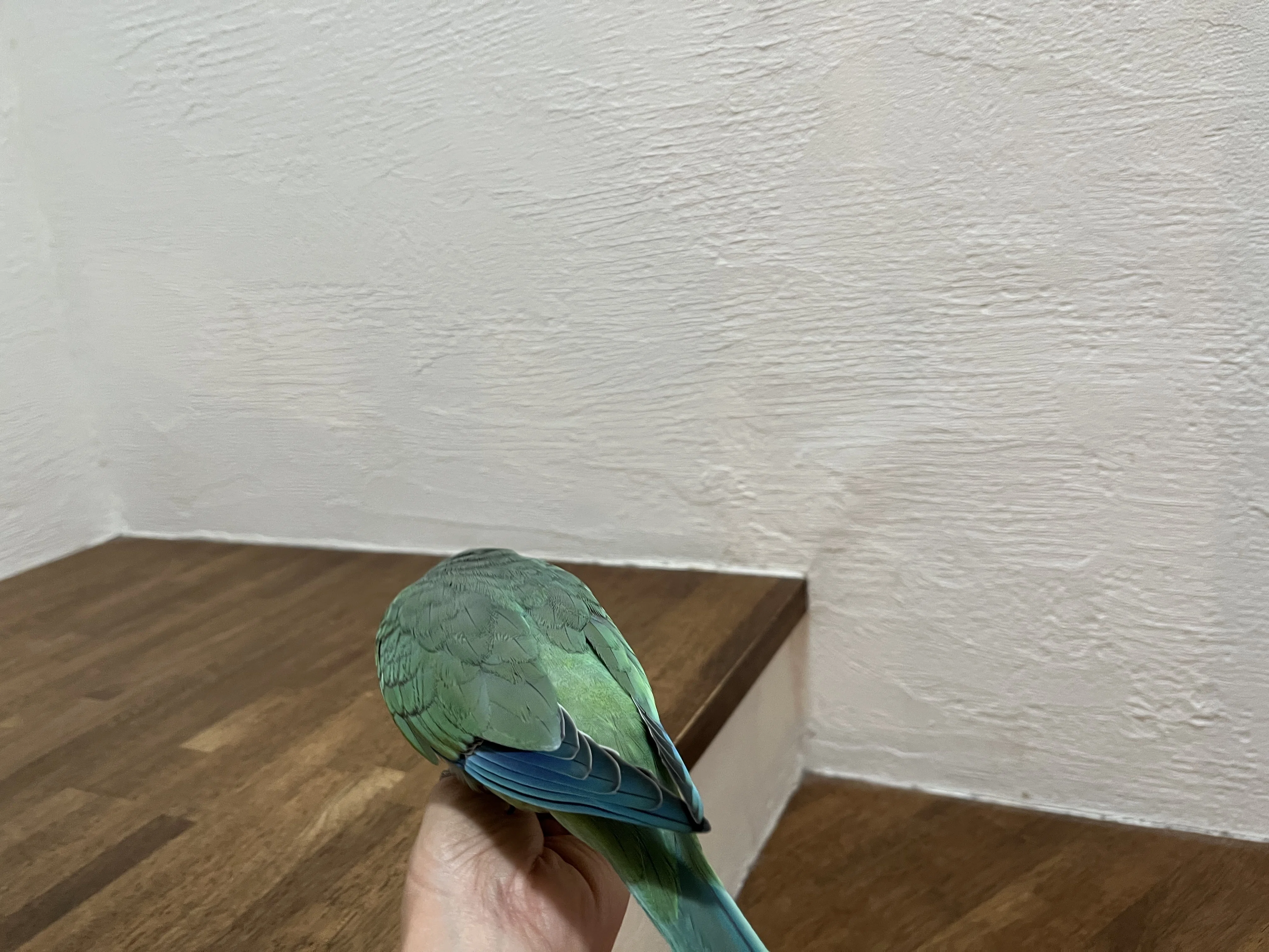 小鳥さんの日記＃11 オキナインコのルウが話せるようになった言葉