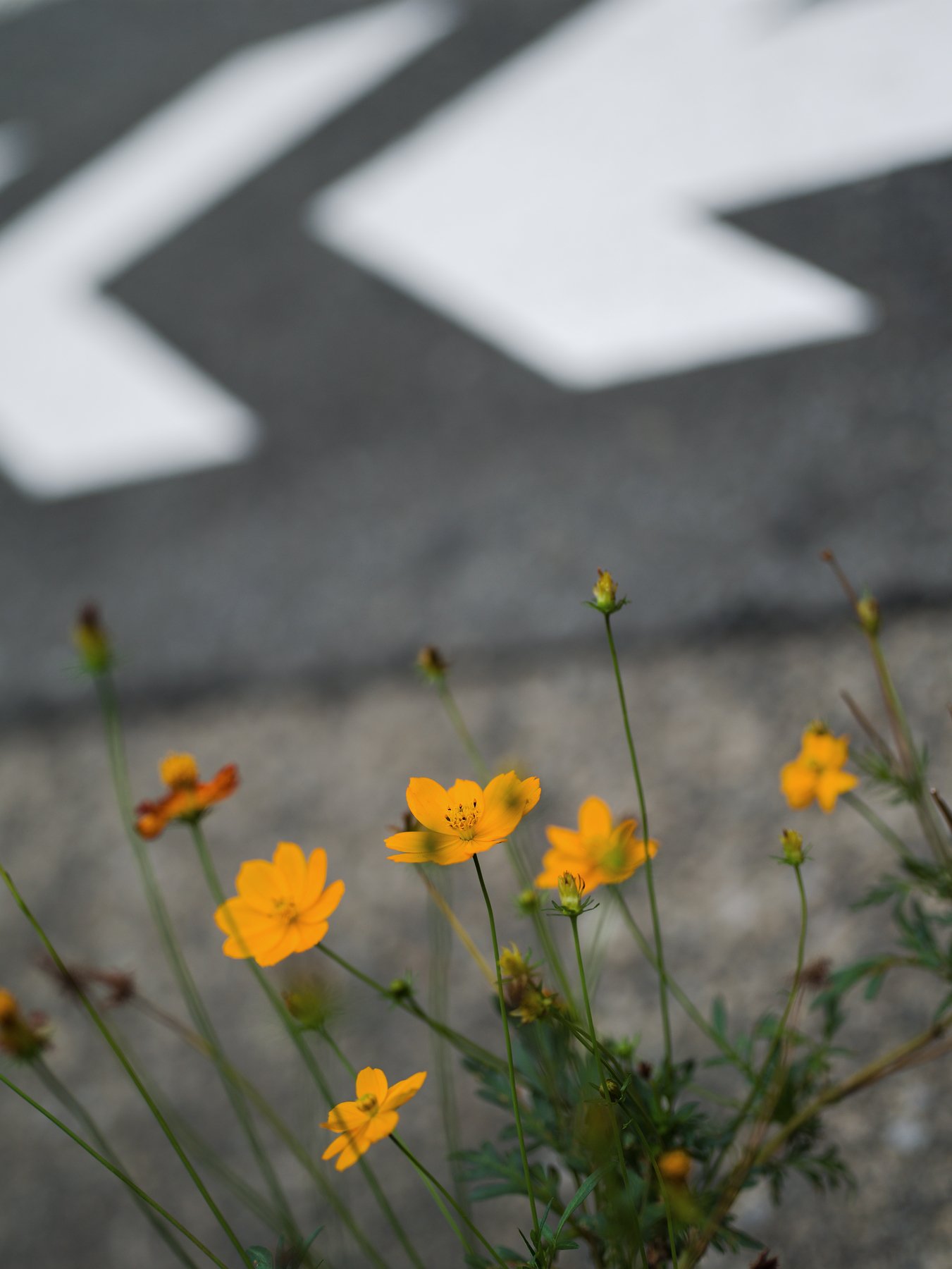 小さな秋にはラージフォーマットで（PENTAX 645D）｜かつくん