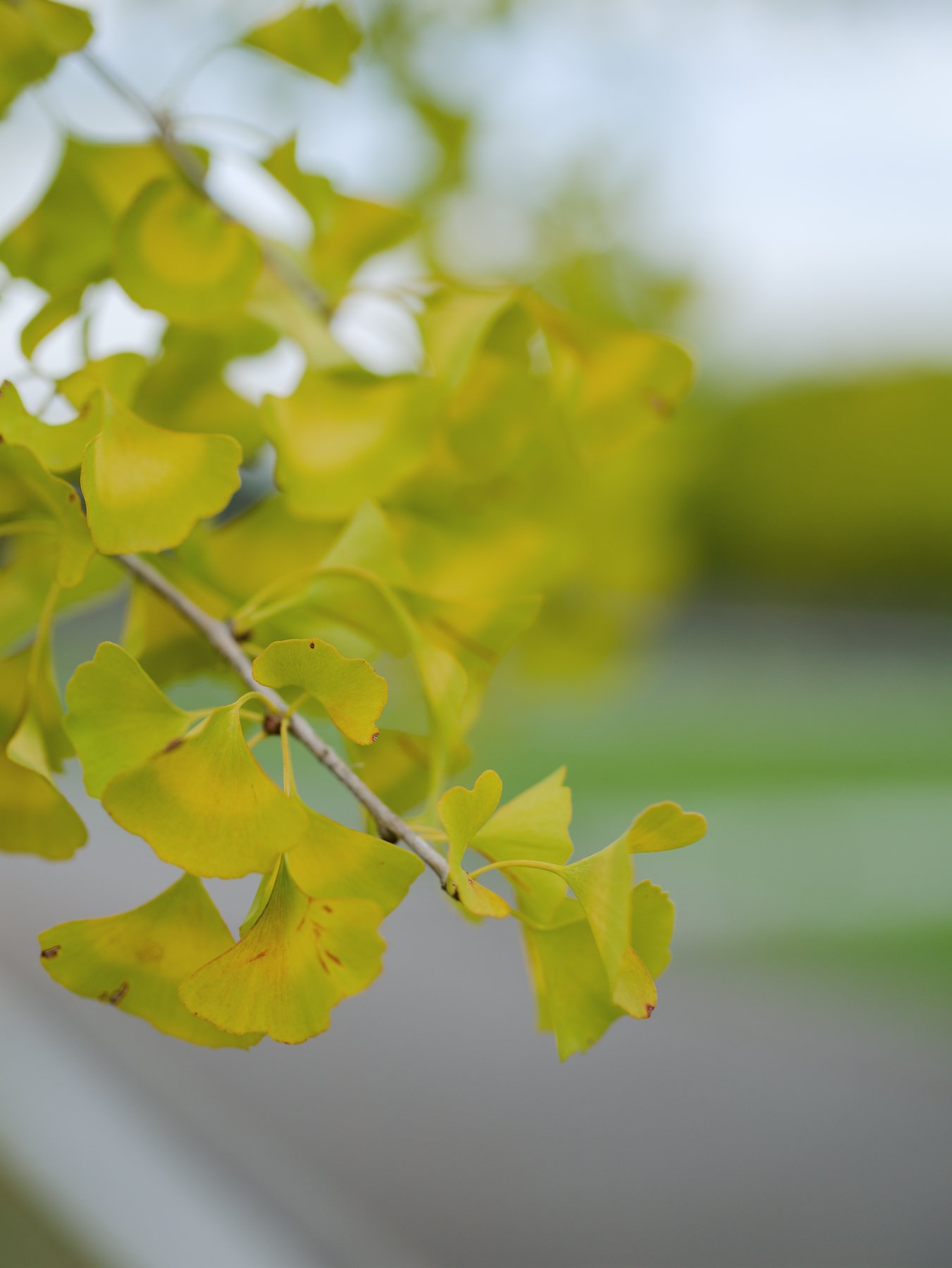 小さな秋にはラージフォーマットで（PENTAX 645D）｜かつくん