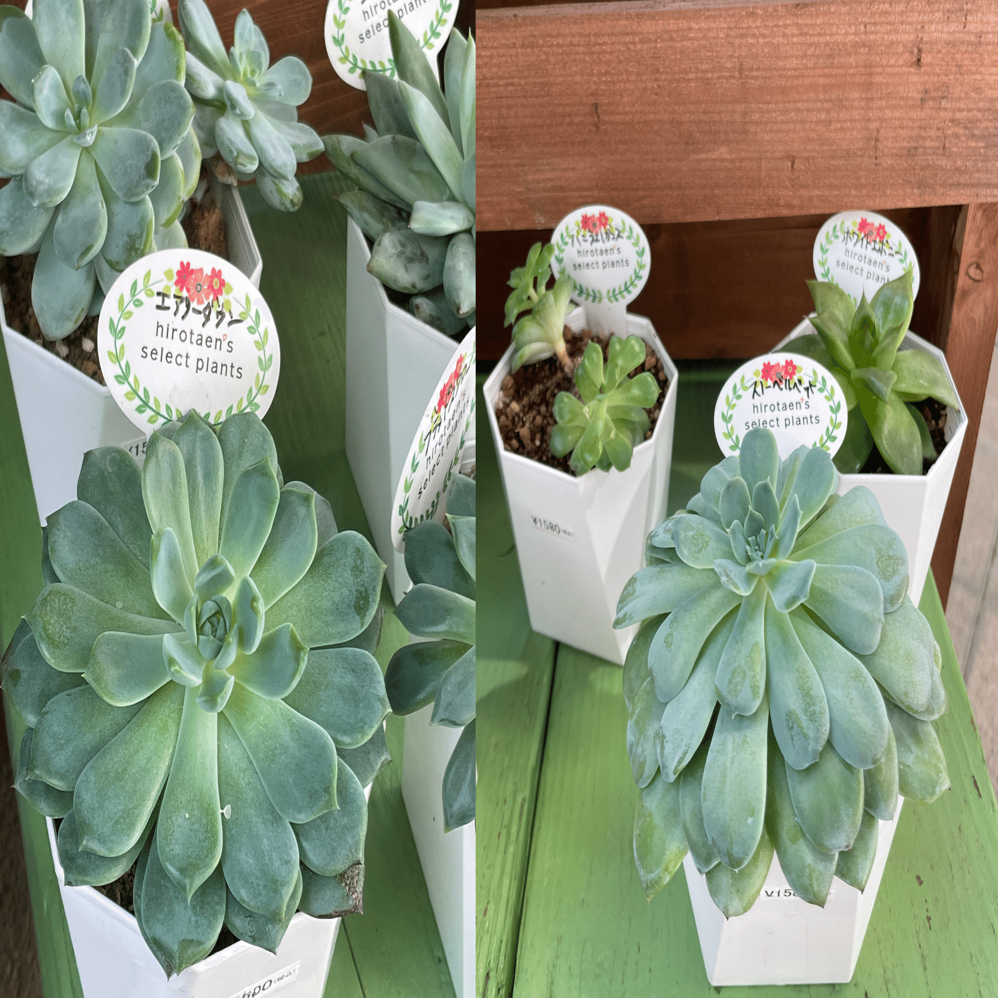 これがメキシコの原種だ！｜Alma México｜ｱﾙﾏﾒﾋｺ