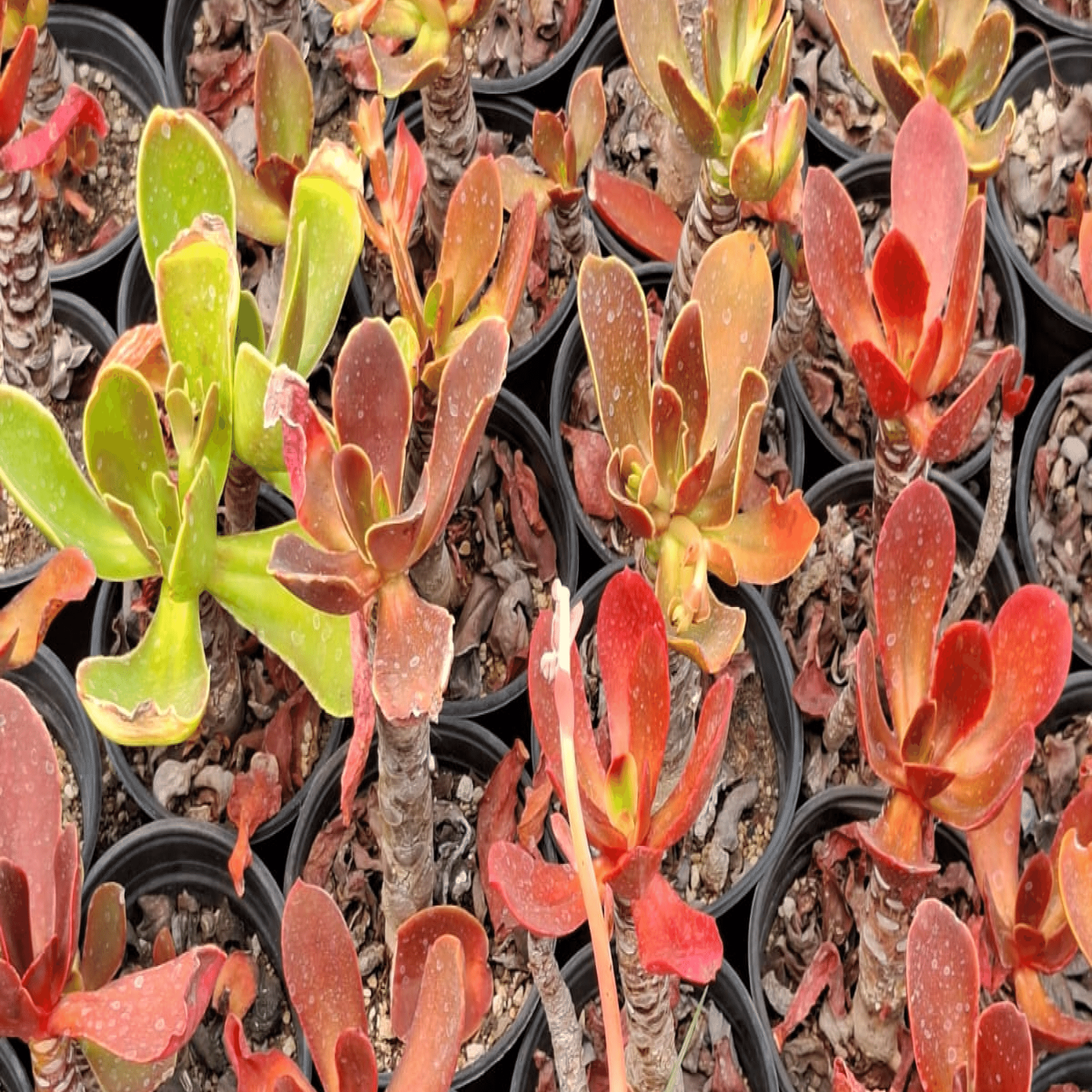 これがメキシコの原種だ！｜Alma México｜ｱﾙﾏﾒﾋｺ