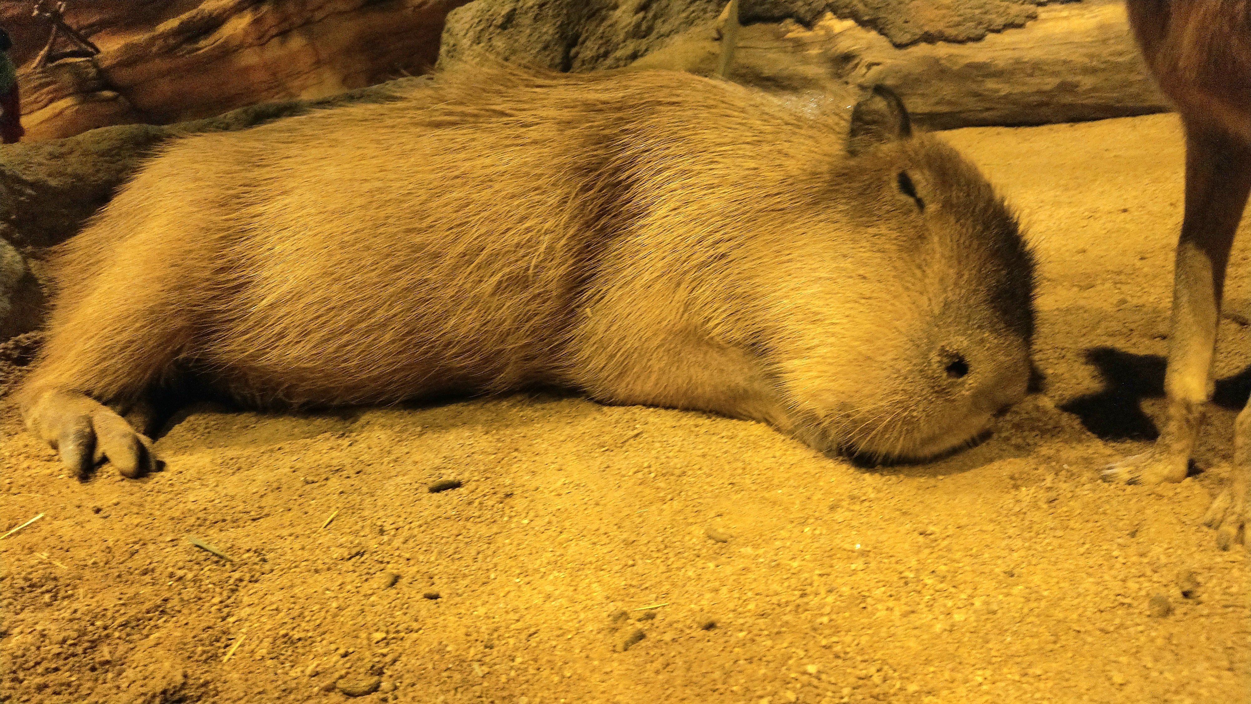 カピバラ子 カピバラ三つ子ちゃん誕生！【国営海の中道海浜公園】 | 一般財団法人