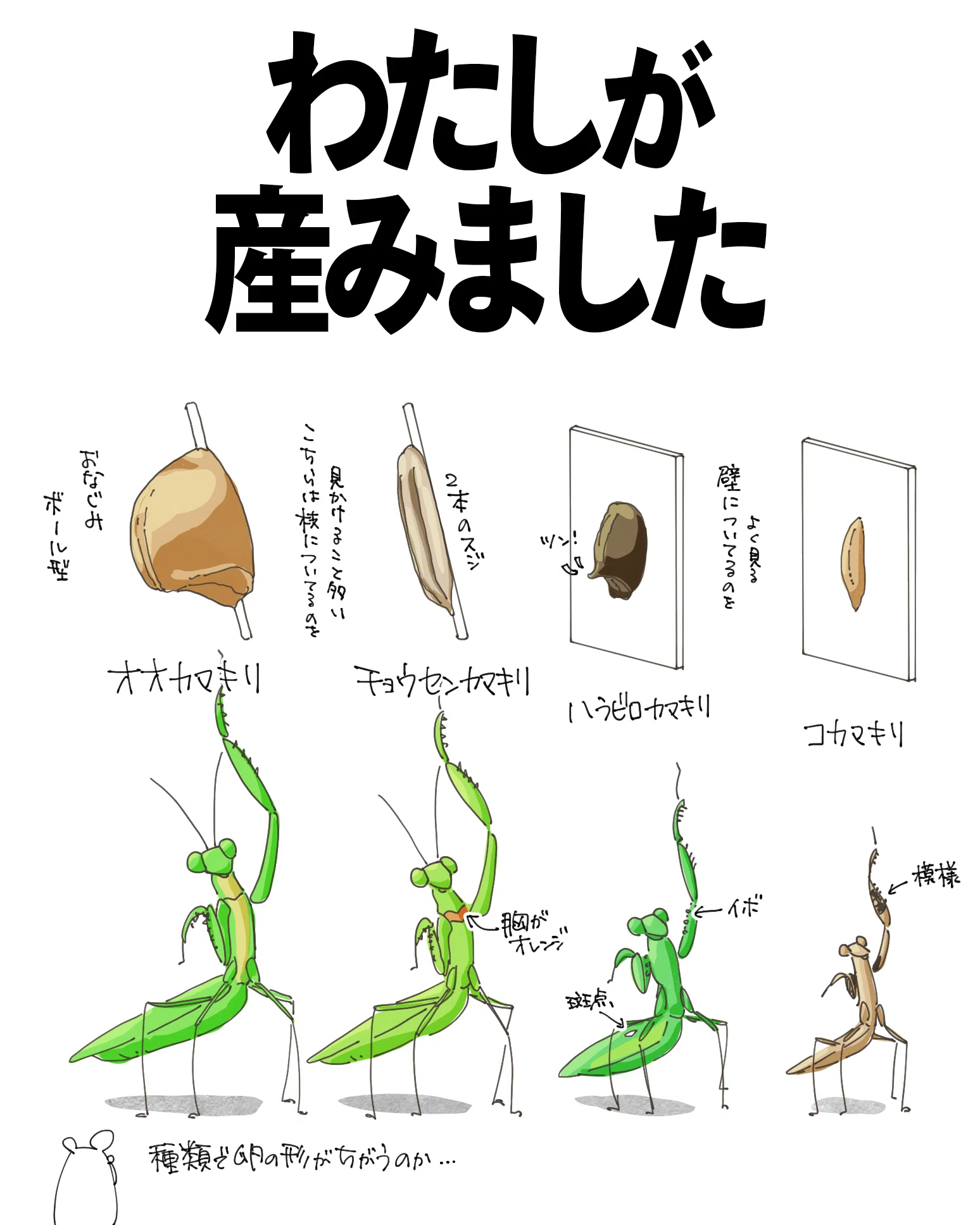 カマキリ の 卵