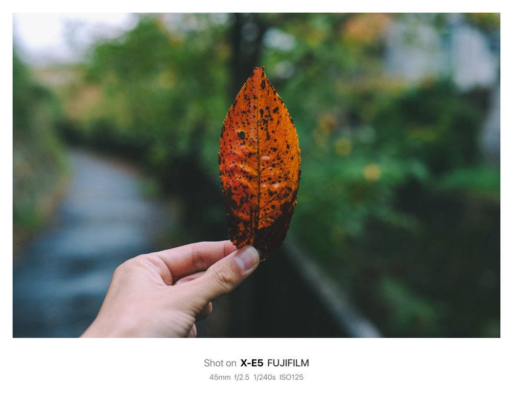 落ち葉の写真撮ってただけで1時間経ってたけど。｜鈴木ユートピア