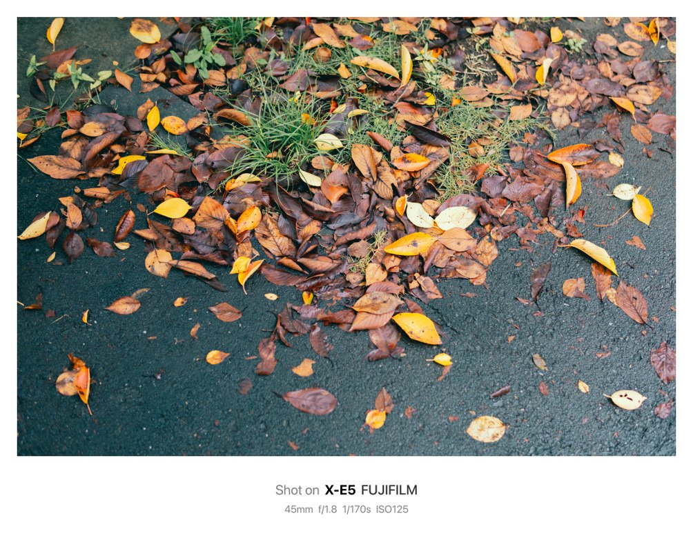 落ち葉の写真撮ってただけで1時間経ってたけど。｜鈴木ユートピア