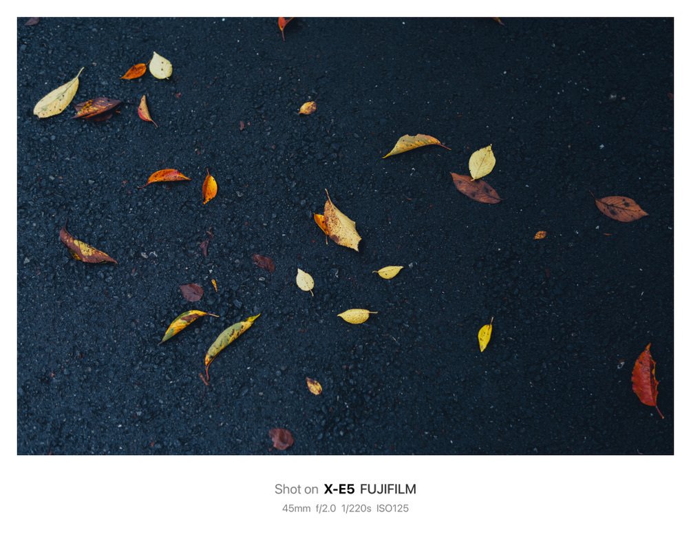 落ち葉の写真撮ってただけで1時間経ってたけど。｜鈴木ユートピア